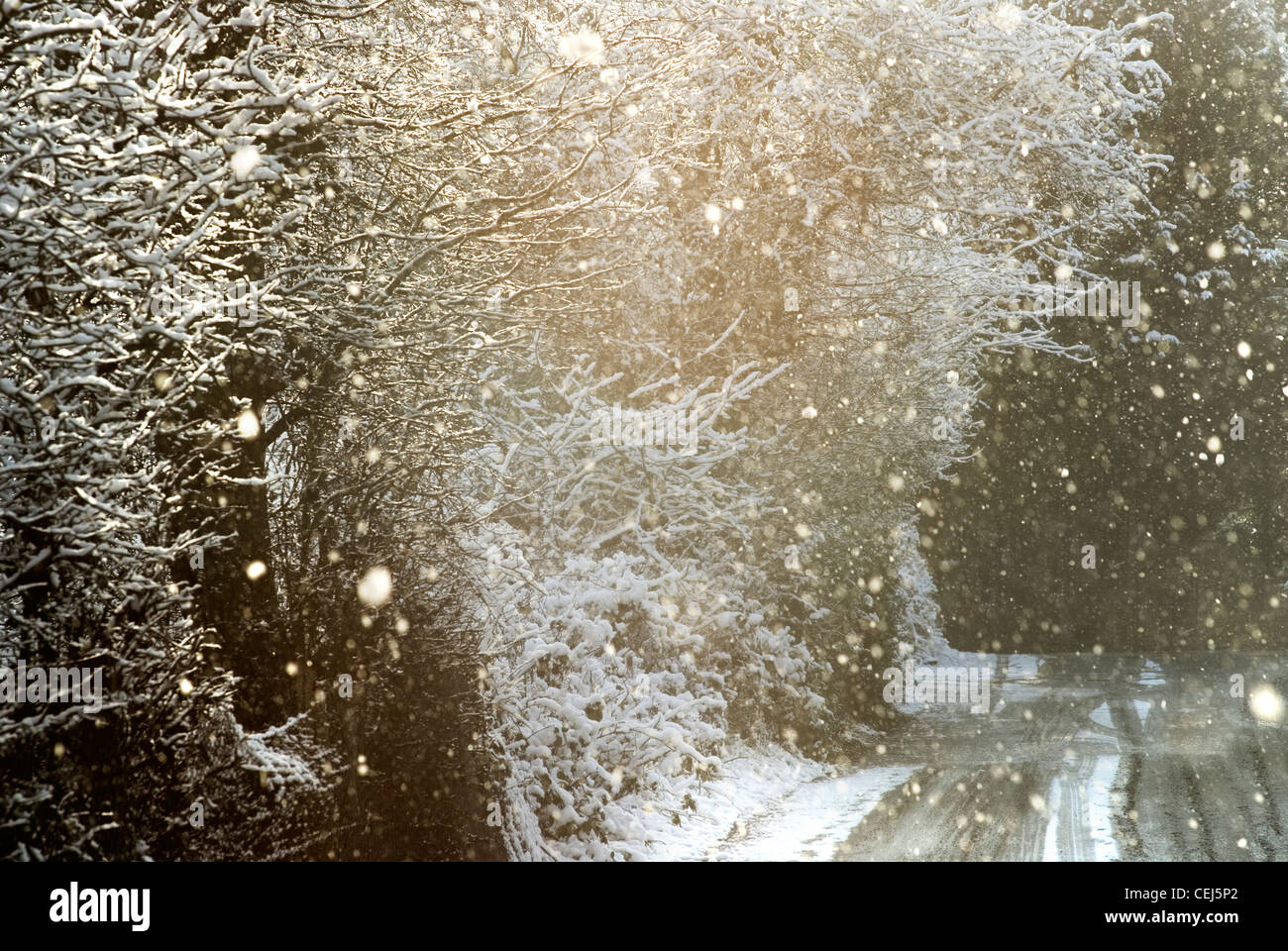 Schneebedeckte Bäume in Süd-London-UK Stockfoto