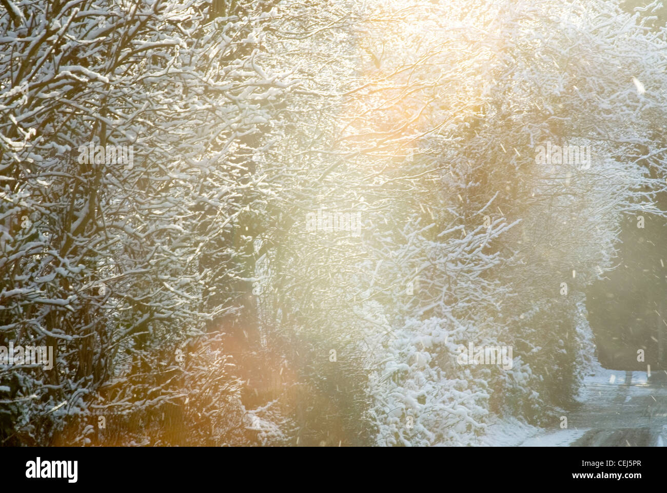 Schneebedeckte Bäume in Süd-London-UK Stockfoto