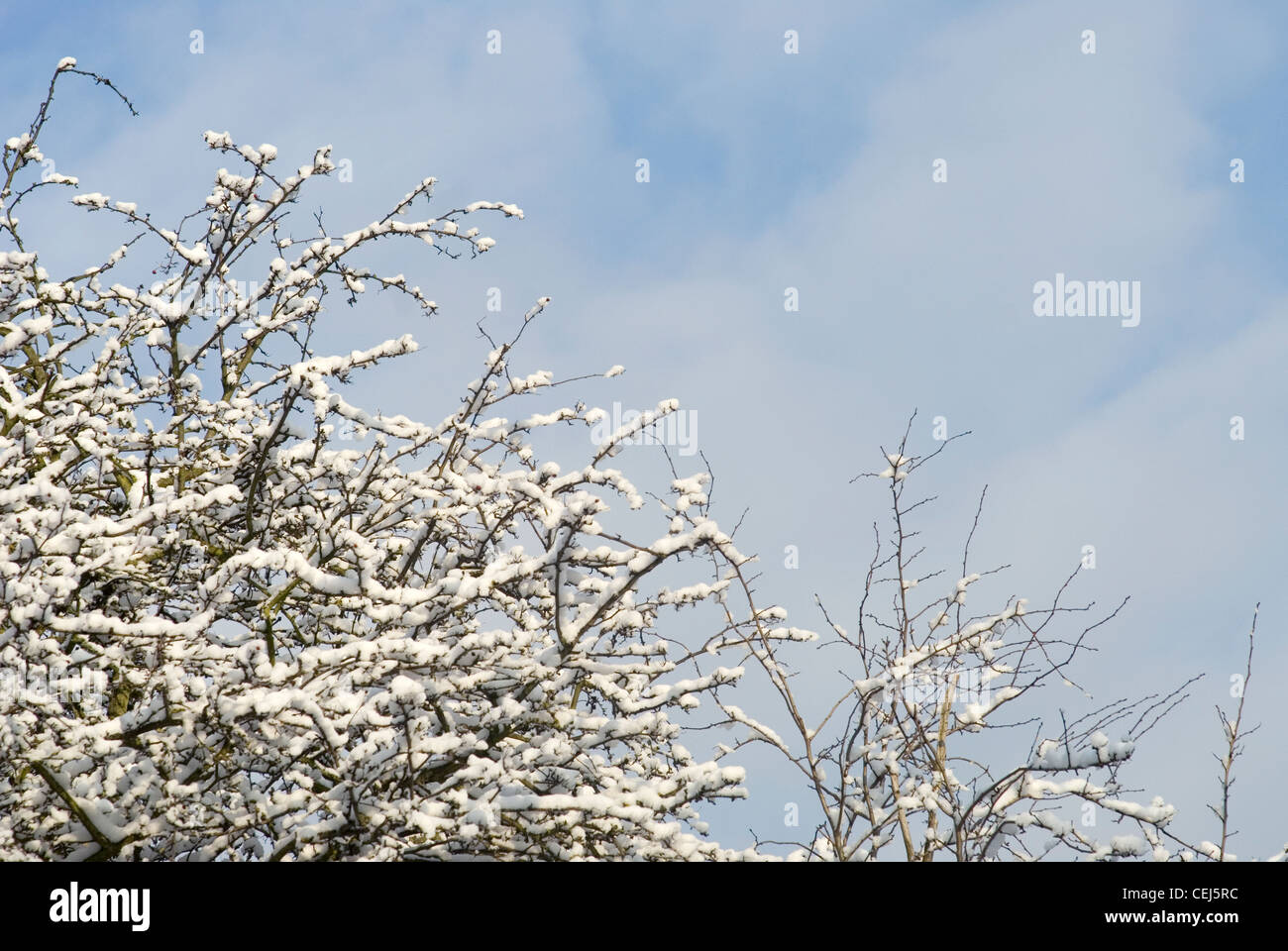 Schneebedeckte Bäume in Süd-London-UK Stockfoto