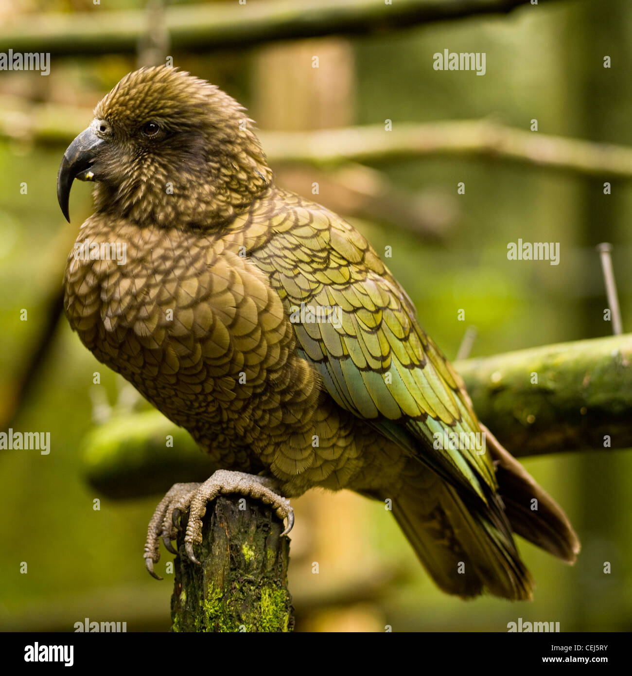 Olivgrüner papagei -Fotos und -Bildmaterial in hoher Auflösung – Alamy