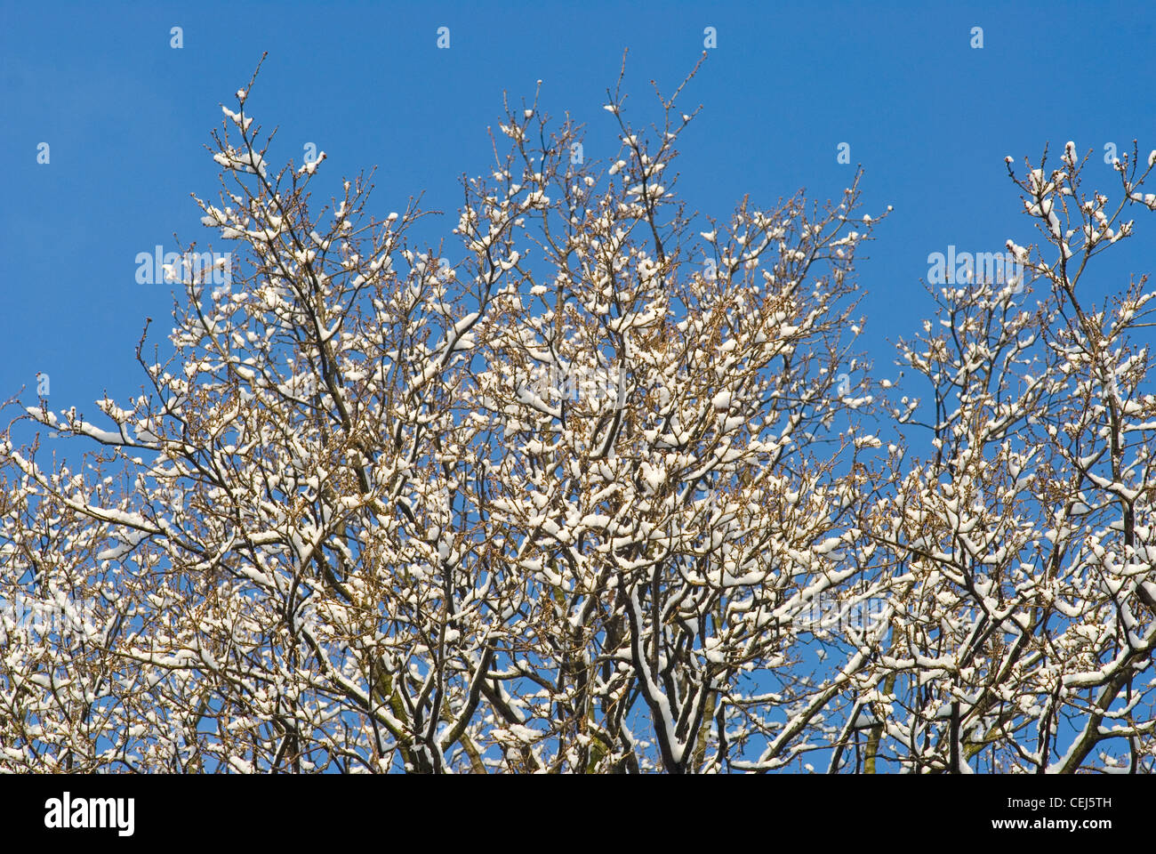 Schneebedeckte Bäume in Süd-London-UK Stockfoto