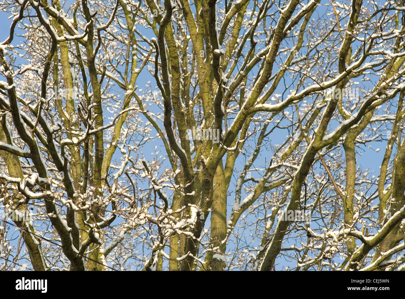 Schneebedeckte Bäume in Süd-London-UK Stockfoto