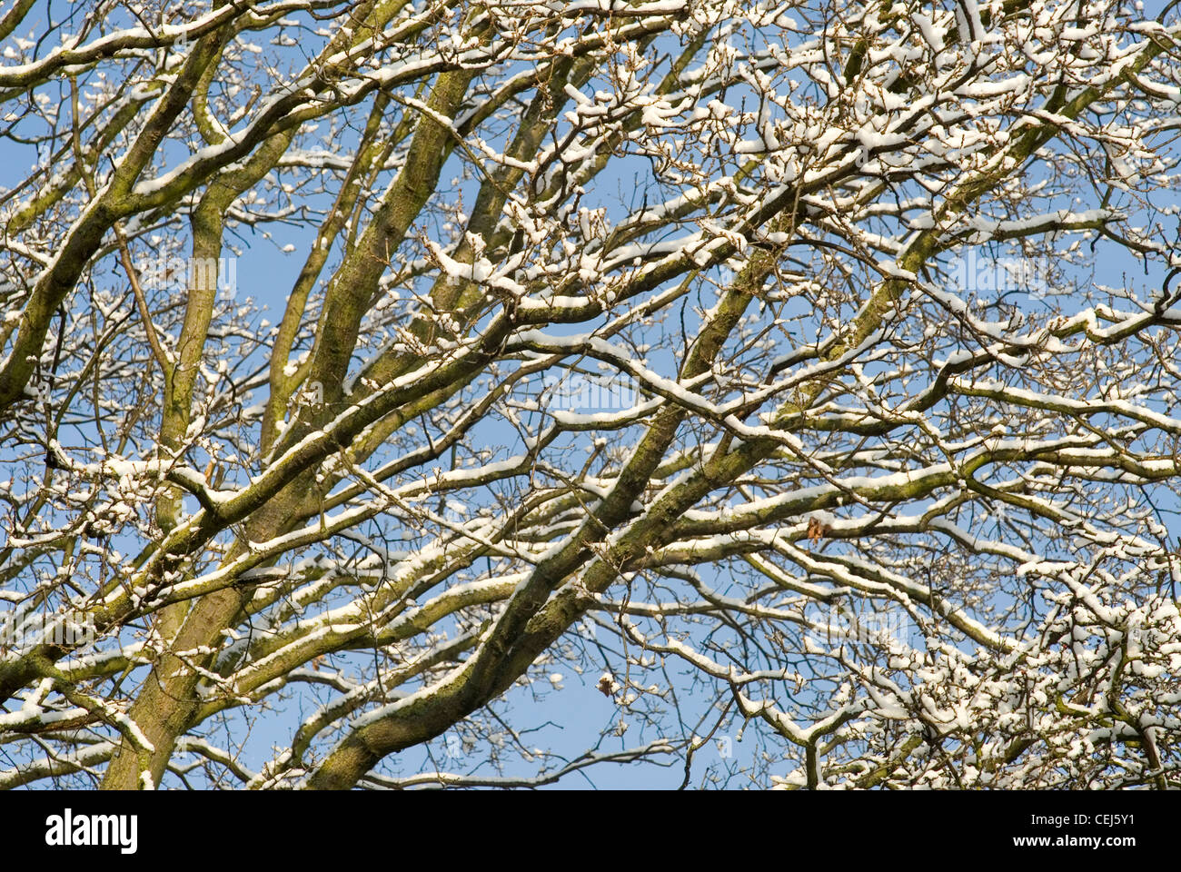 Schneebedeckte Bäume in Süd-London-UK Stockfoto