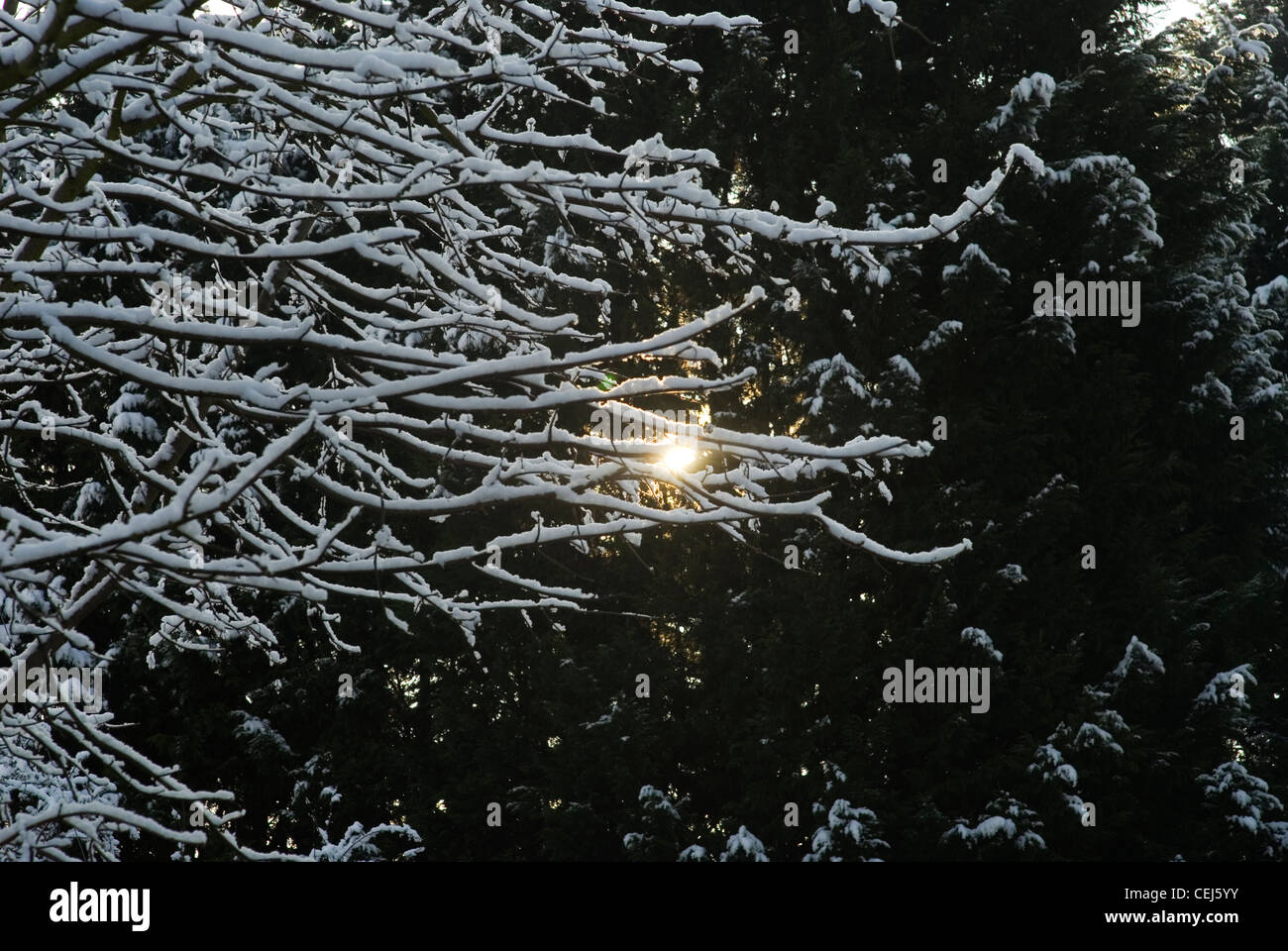 Schneebedeckte Bäume in Süd-London-UK Stockfoto