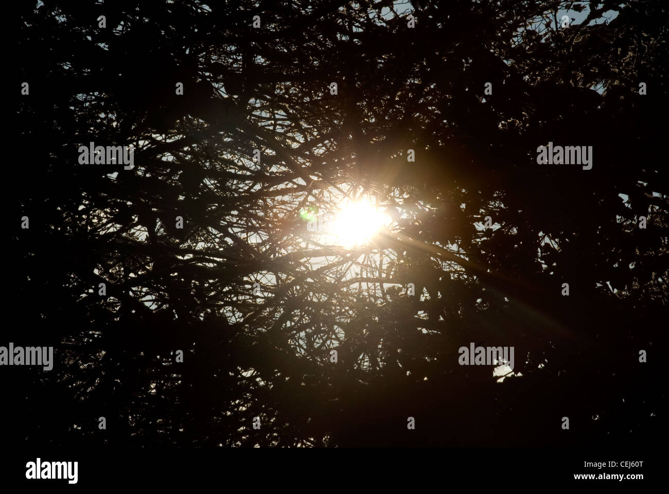 Schneebedeckte Bäume in Süd-London-UK Stockfoto