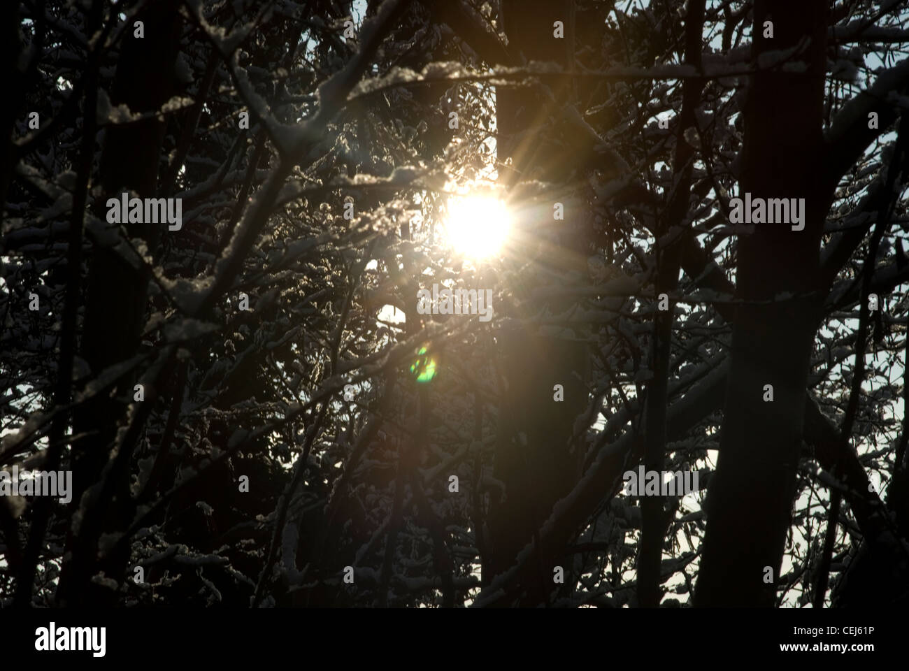 Schneebedeckte Bäume in Süd-London-UK Stockfoto
