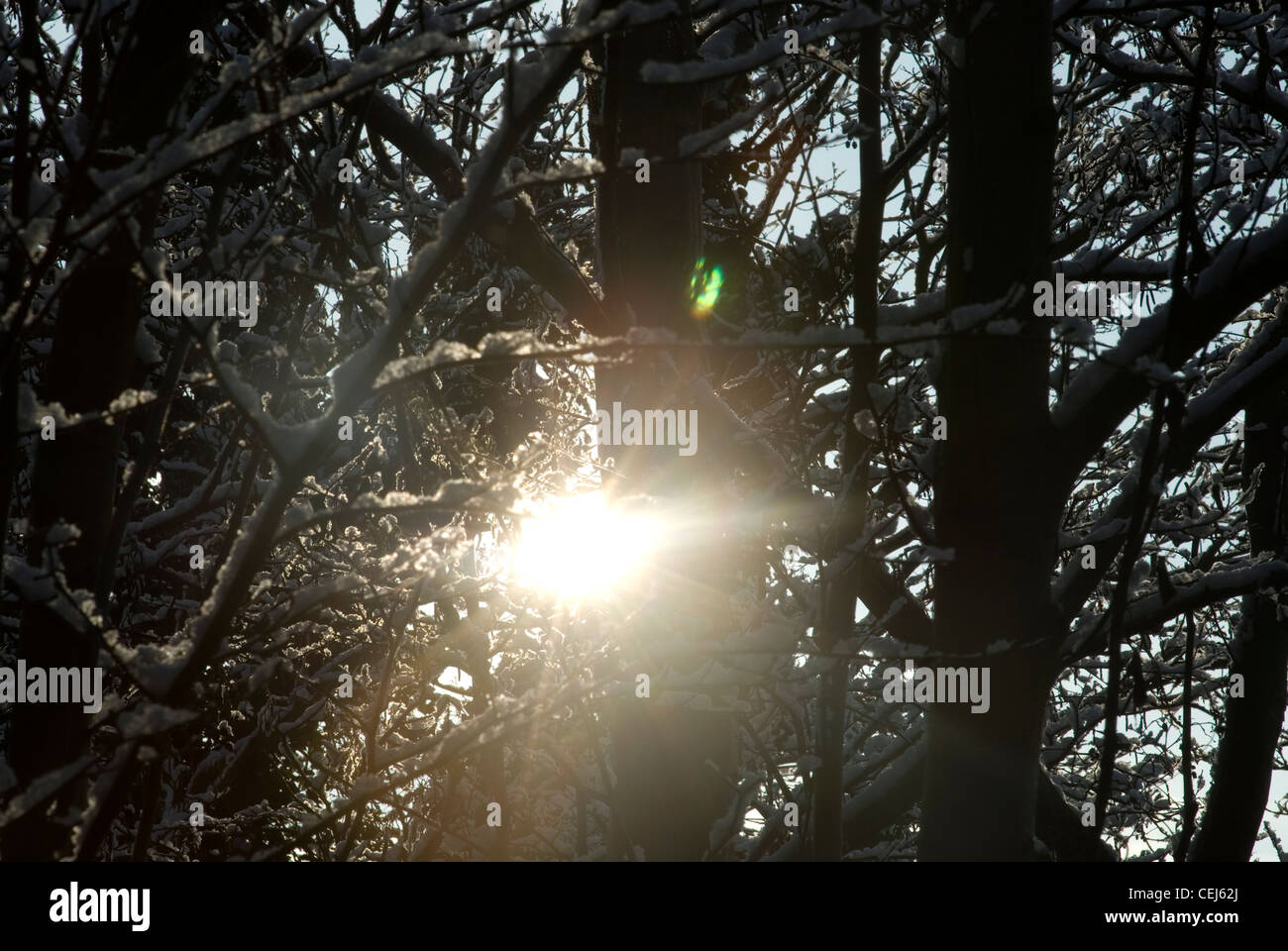 Schneebedeckte Bäume in Süd-London-UK Stockfoto