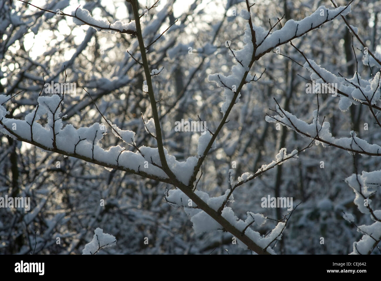 Schneebedeckte Bäume in Süd-London-UK Stockfoto
