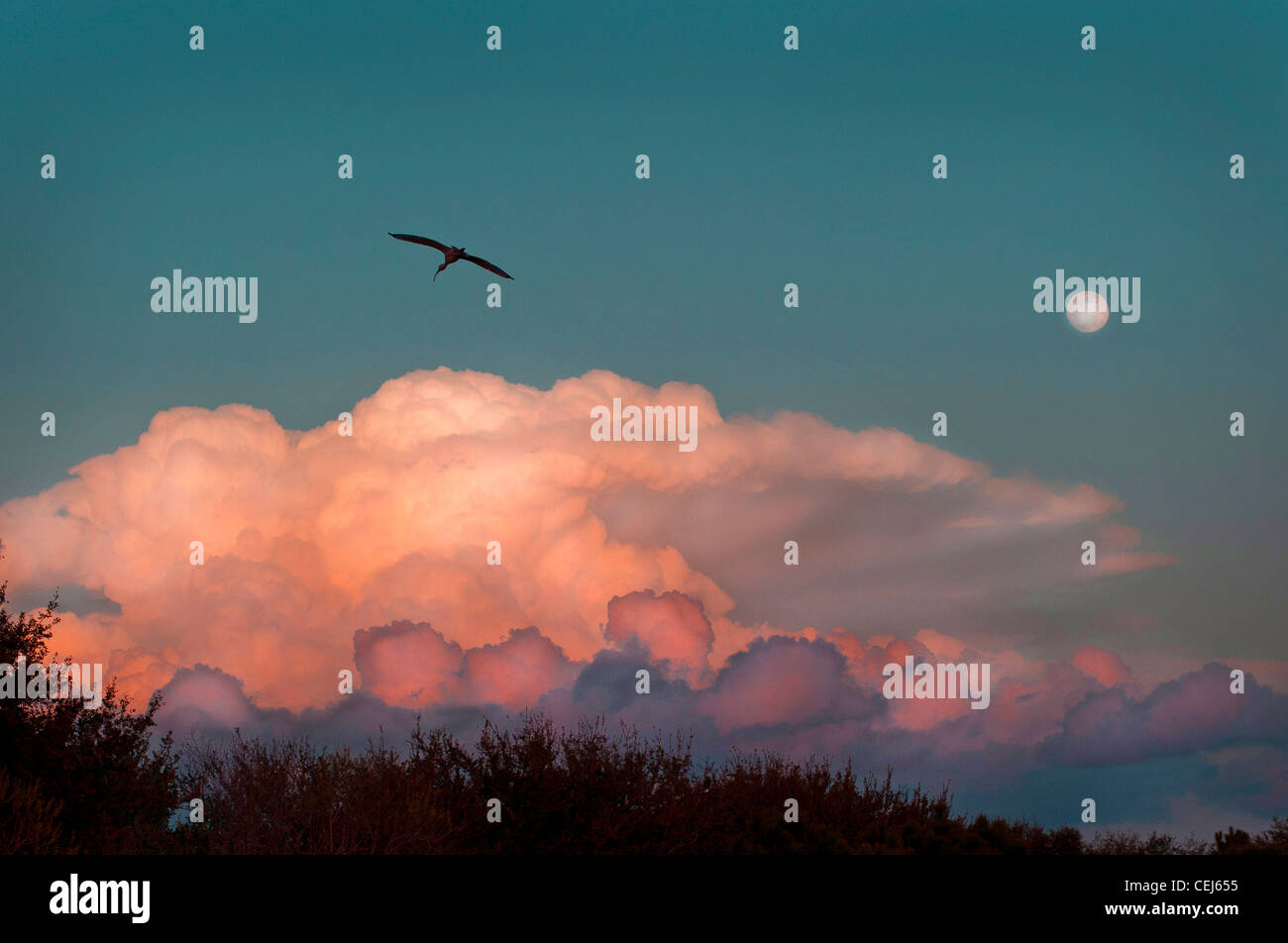 Vogel, Mond, Sonnenuntergang Stockfoto