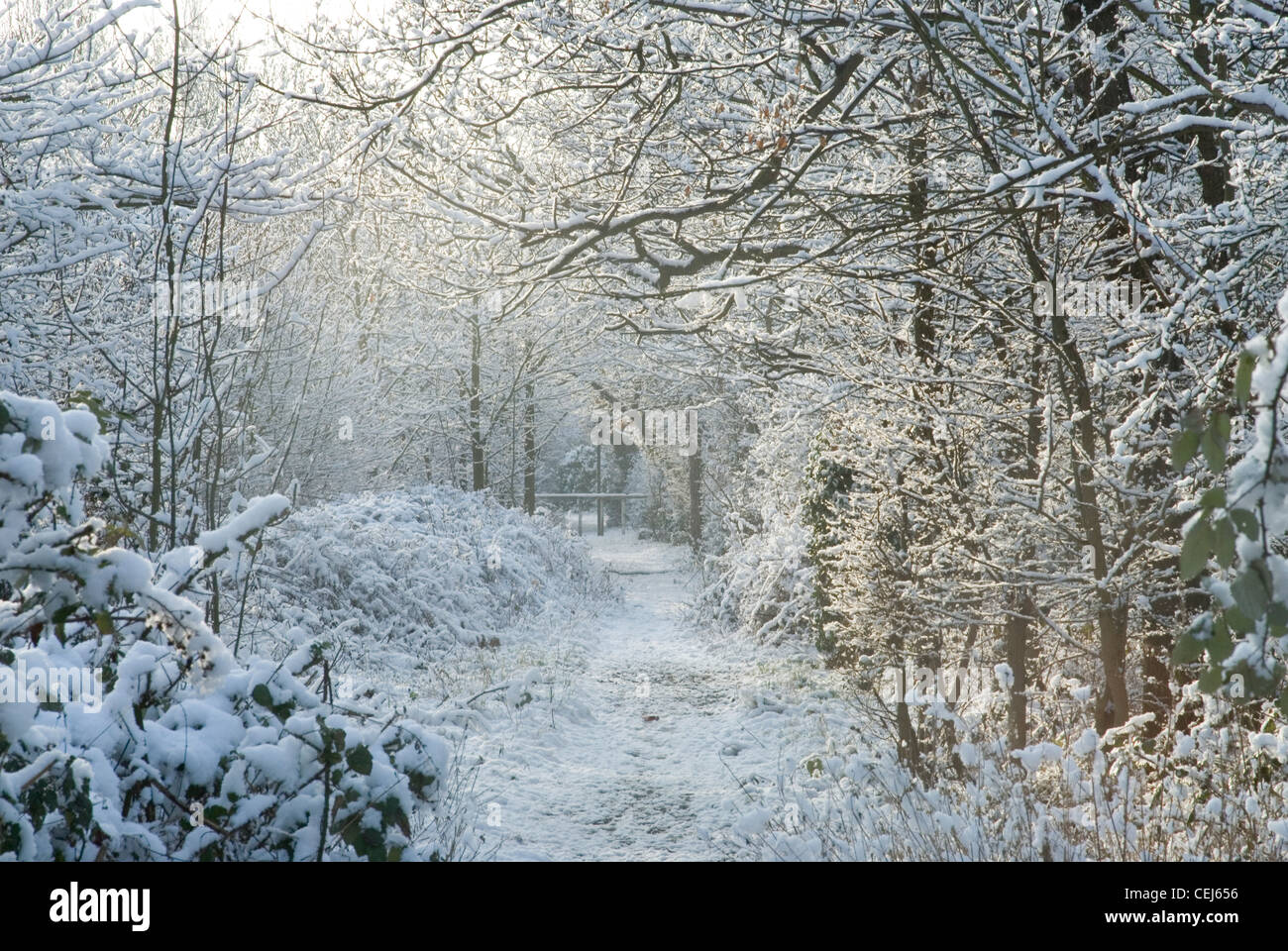 Schneebedeckte Bäume in Süd-London-UK Stockfoto