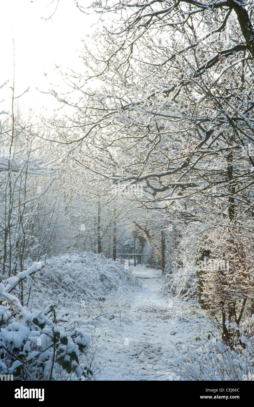 Schneebedeckte Bäume in Süd-London-UK Stockfoto