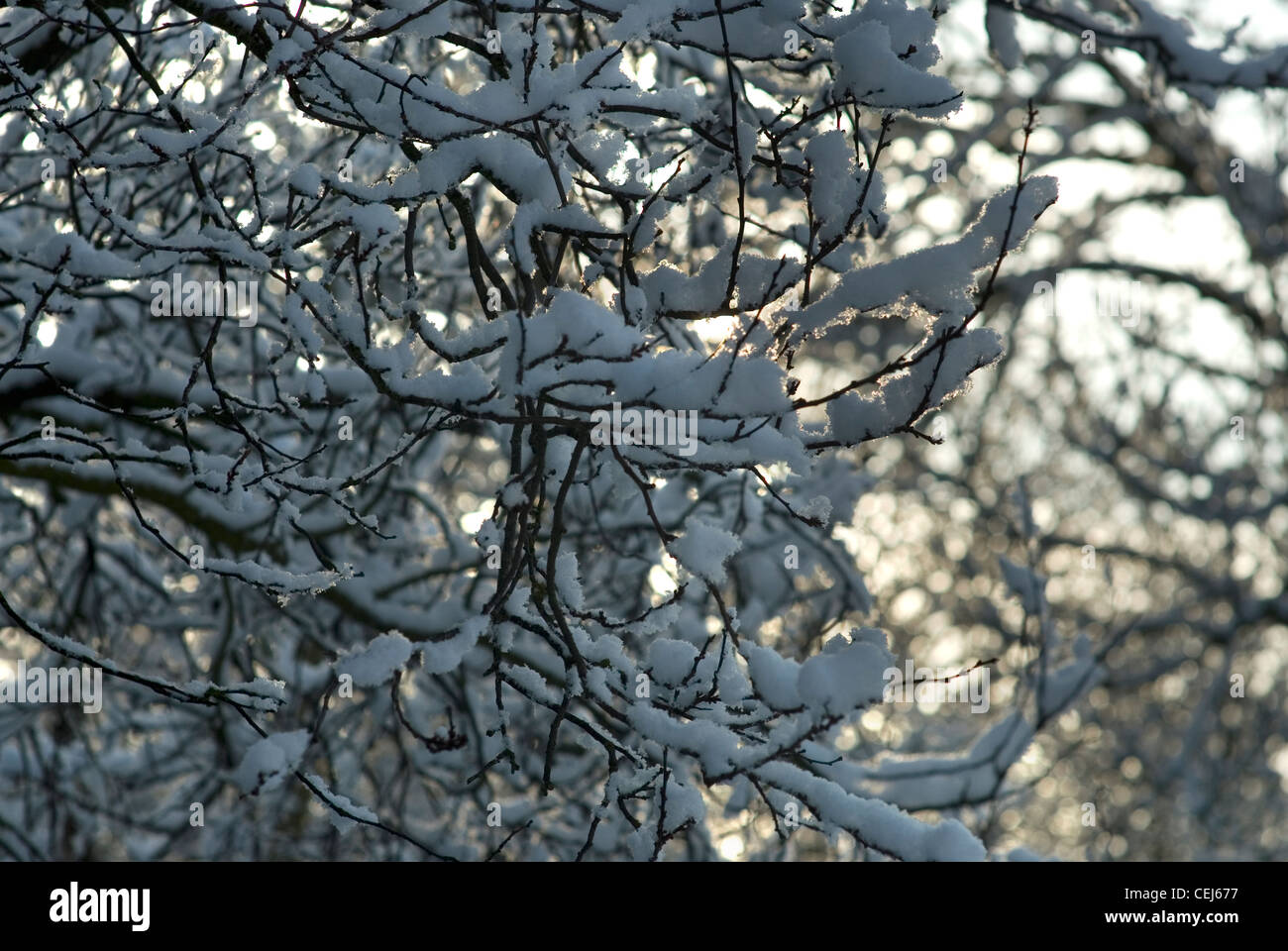 Schneebedeckte Bäume in Süd-London-UK Stockfoto