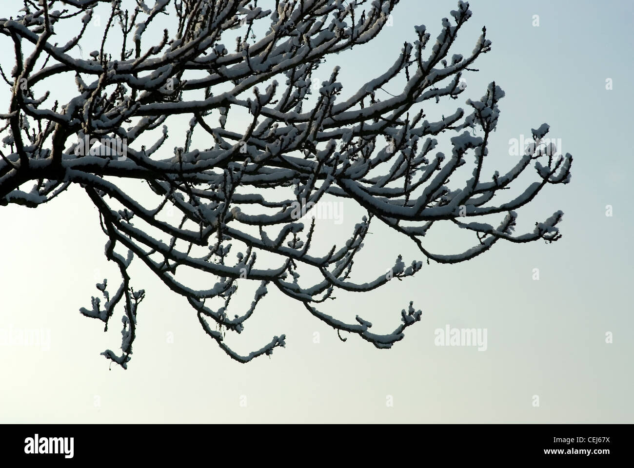 Schneebedeckte Bäume in Süd-London-UK Stockfoto