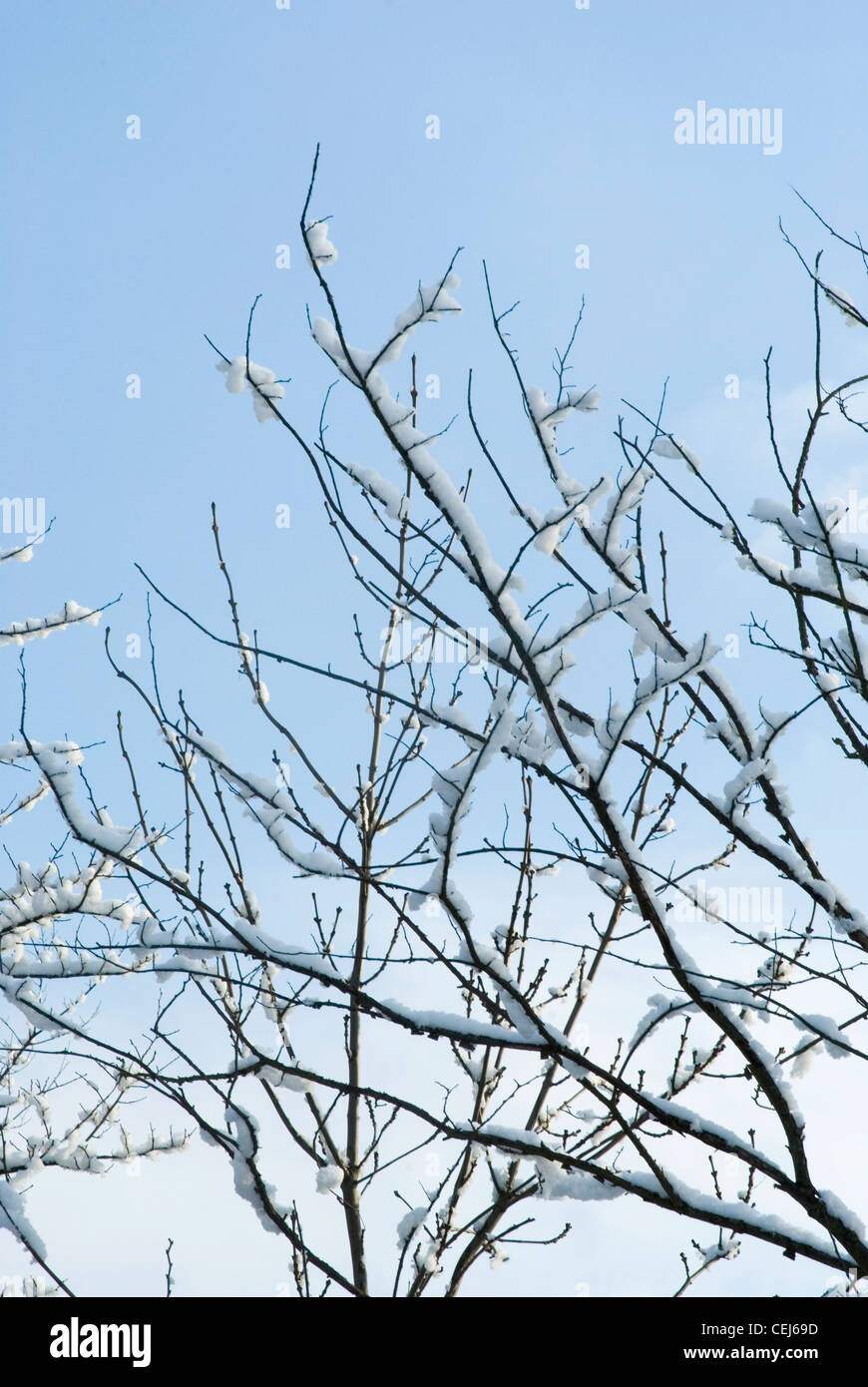 Schneebedeckte Bäume in Süd-London-UK Stockfoto