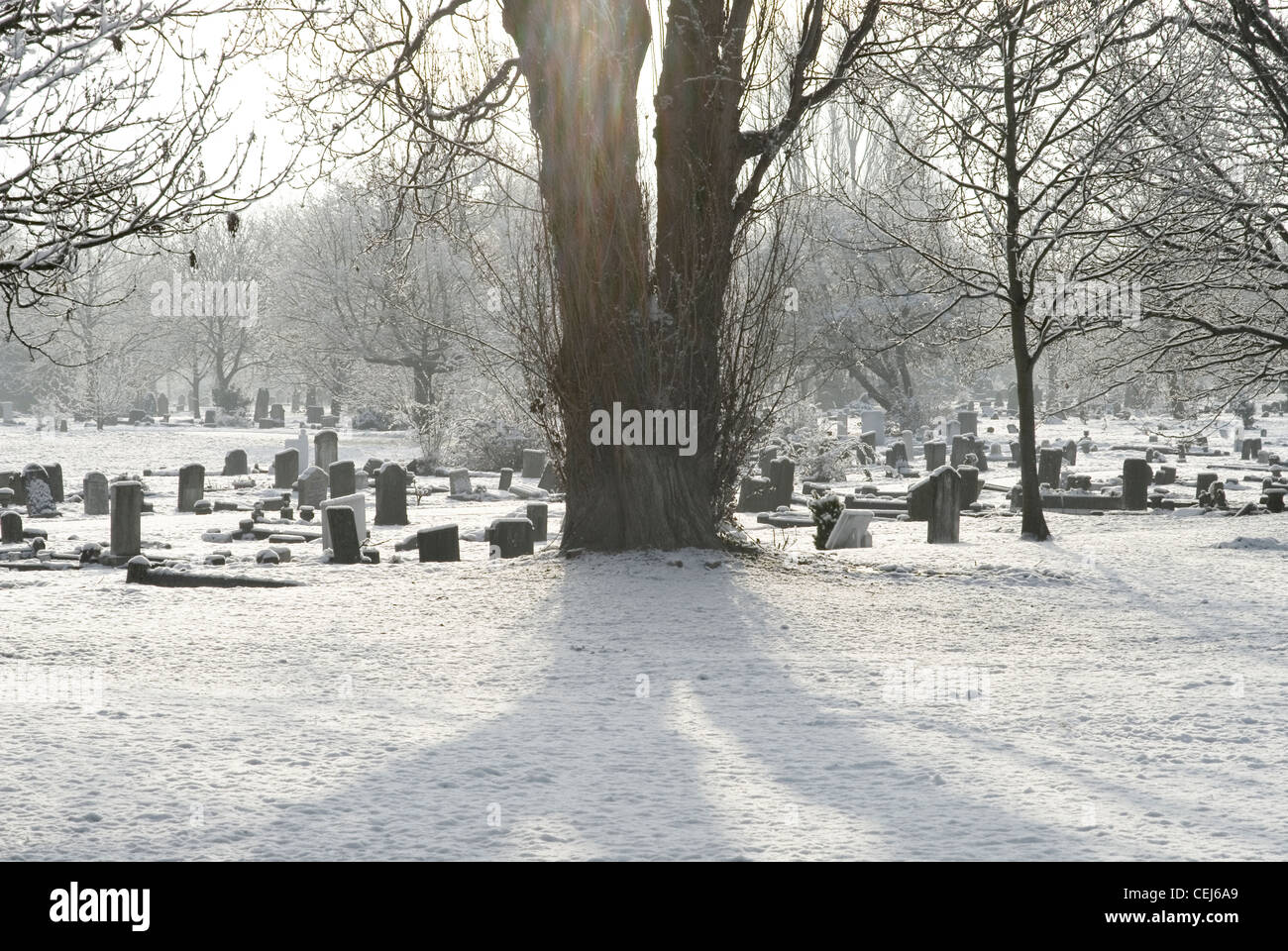 Schneebedeckte Bäume auf einem Friedhof - South London UK Stockfoto