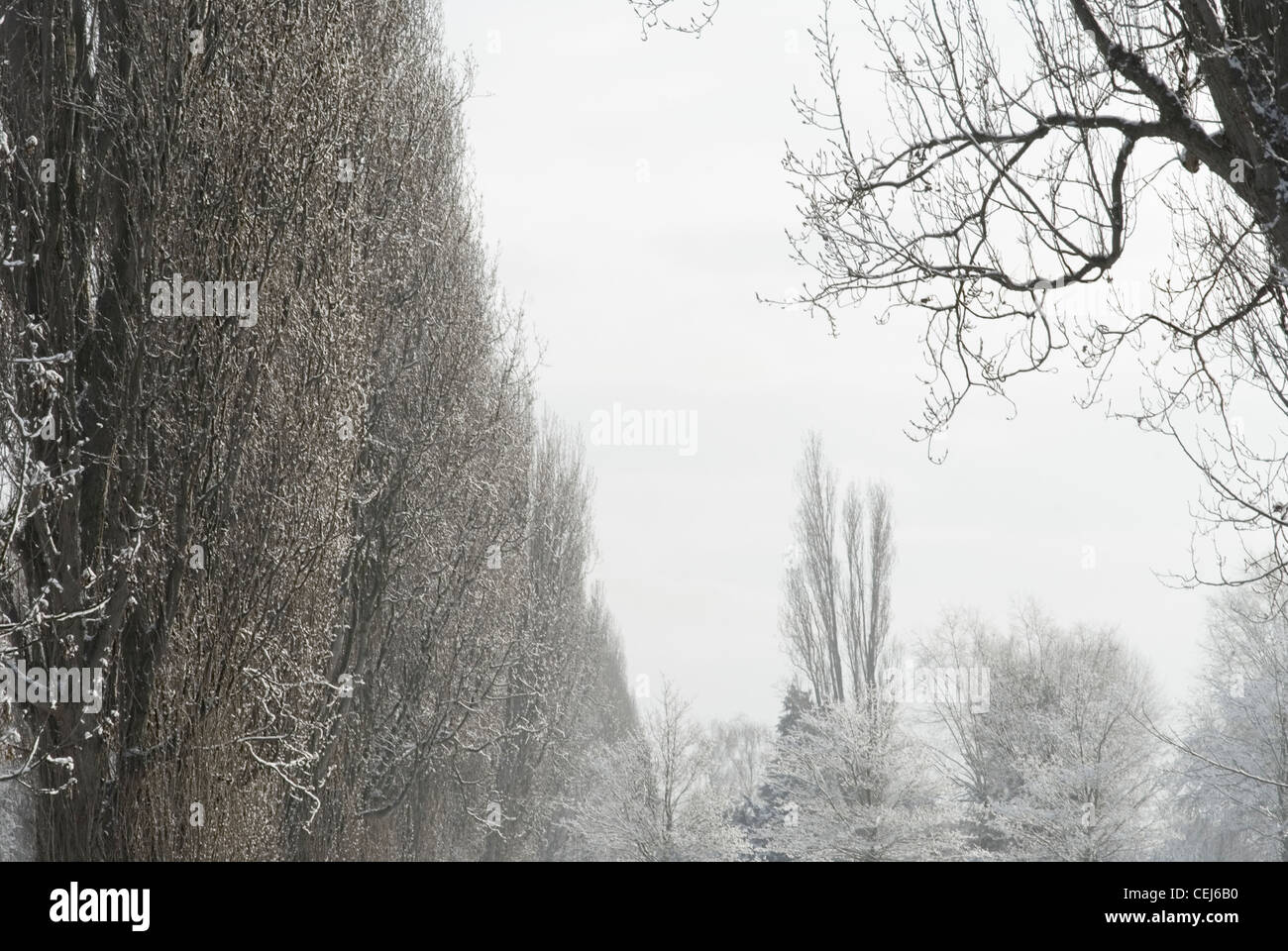 Schneebedeckte Bäume in Süd-London-UK Stockfoto