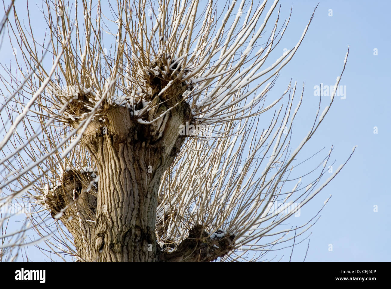 Schneebedeckte Bäume in Süd-London-UK Stockfoto