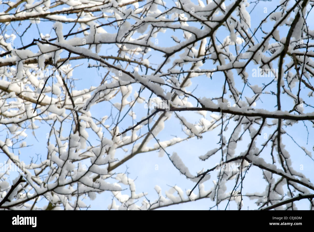 Schneebedeckte Bäume in Süd-London-UK Stockfoto