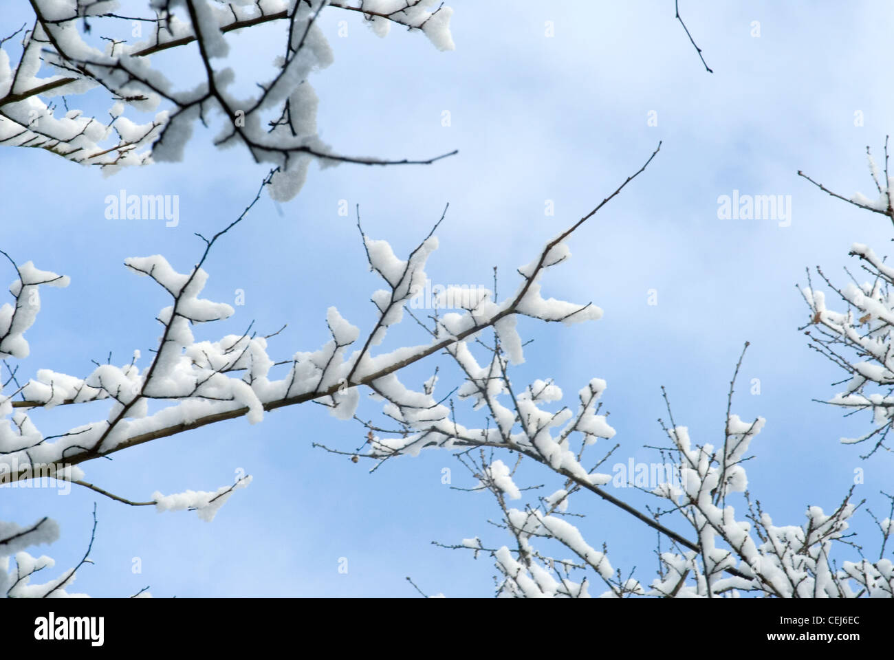 Schneebedeckte Bäume in Süd-London-UK Stockfoto