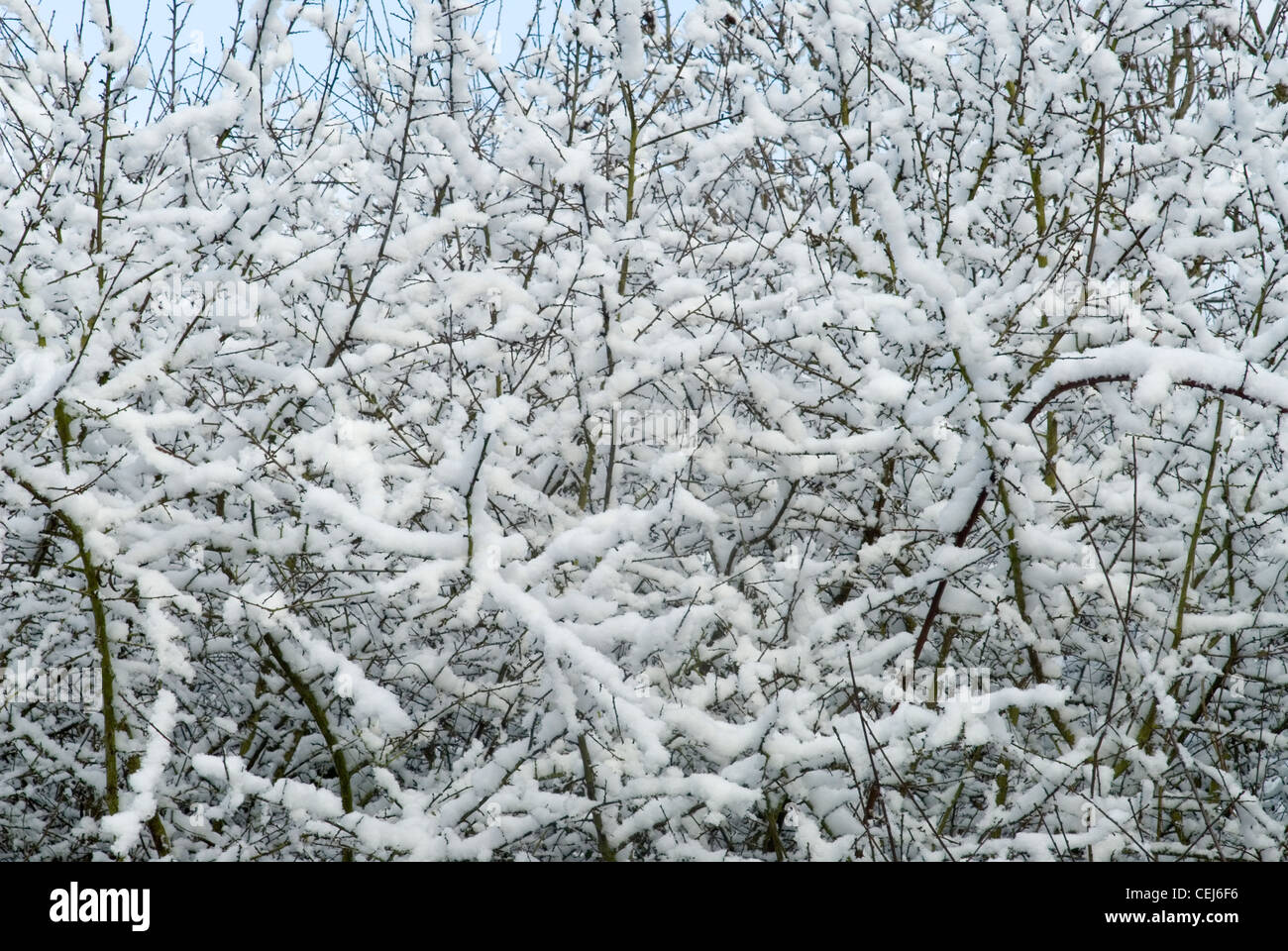 Schneebedeckte Bäume in Süd-London-UK Stockfoto