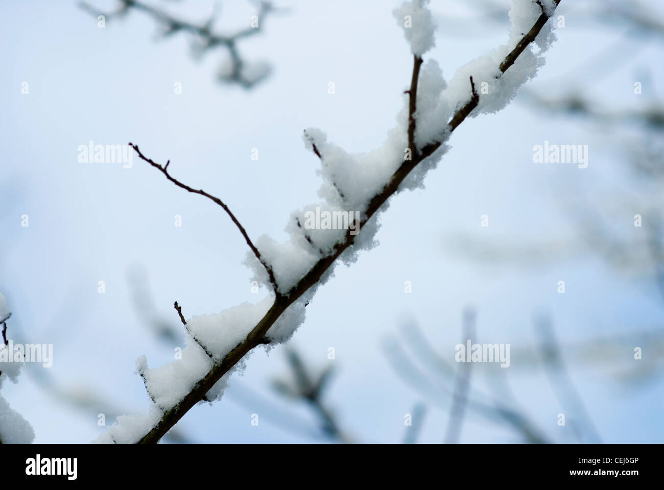 Schneebedeckte Bäume in Süd-London-UK Stockfoto
