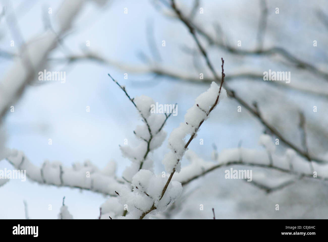 Schneebedeckte Bäume in Süd-London-UK Stockfoto