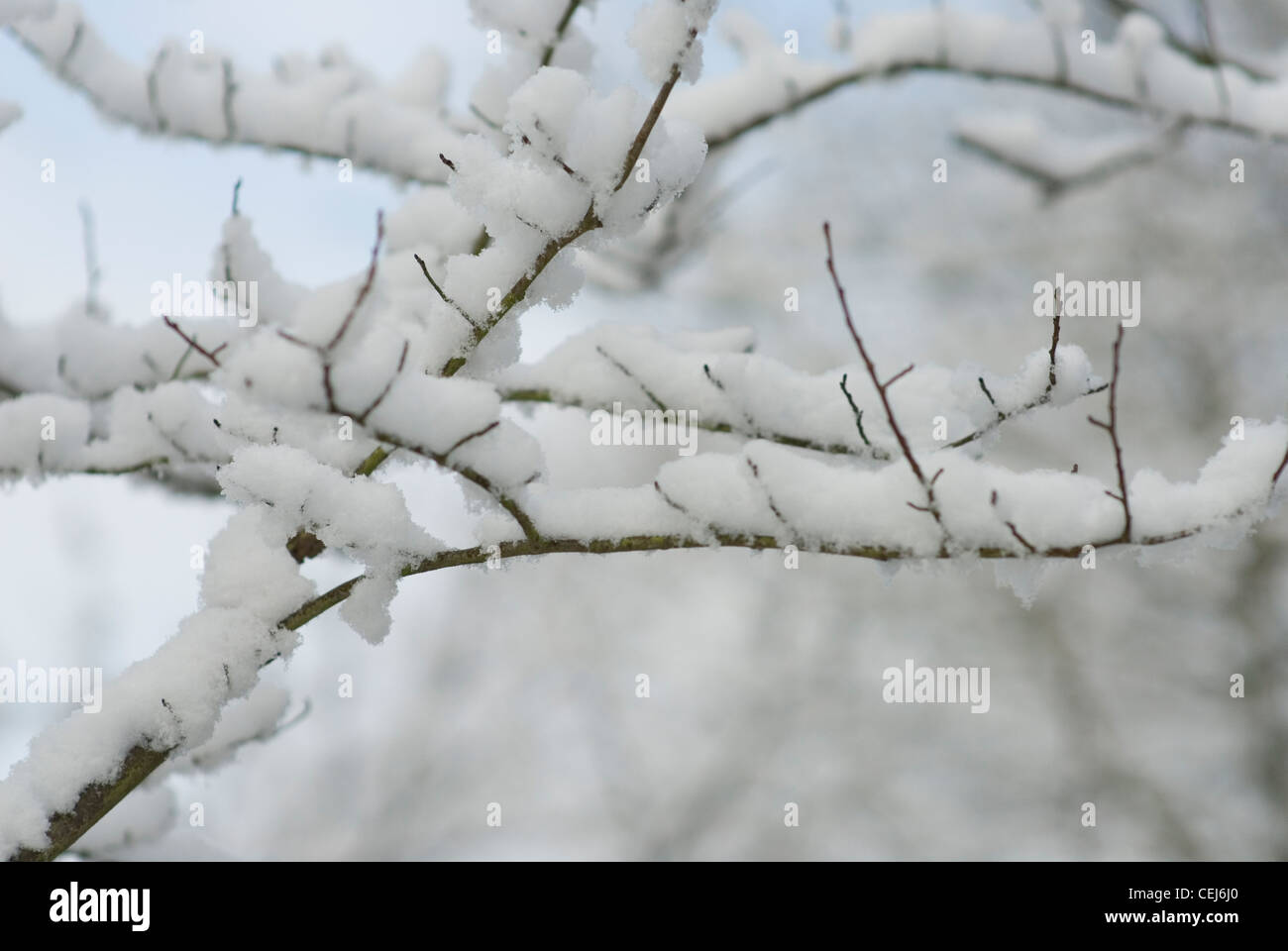 Schneebedeckte Bäume in Süd-London-UK Stockfoto