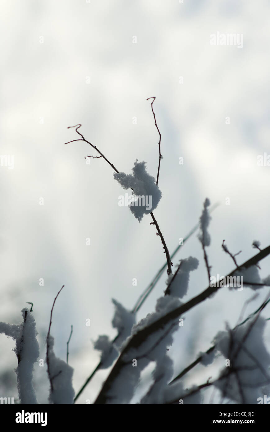 Schneebedeckte Bäume in Süd-London-UK Stockfoto