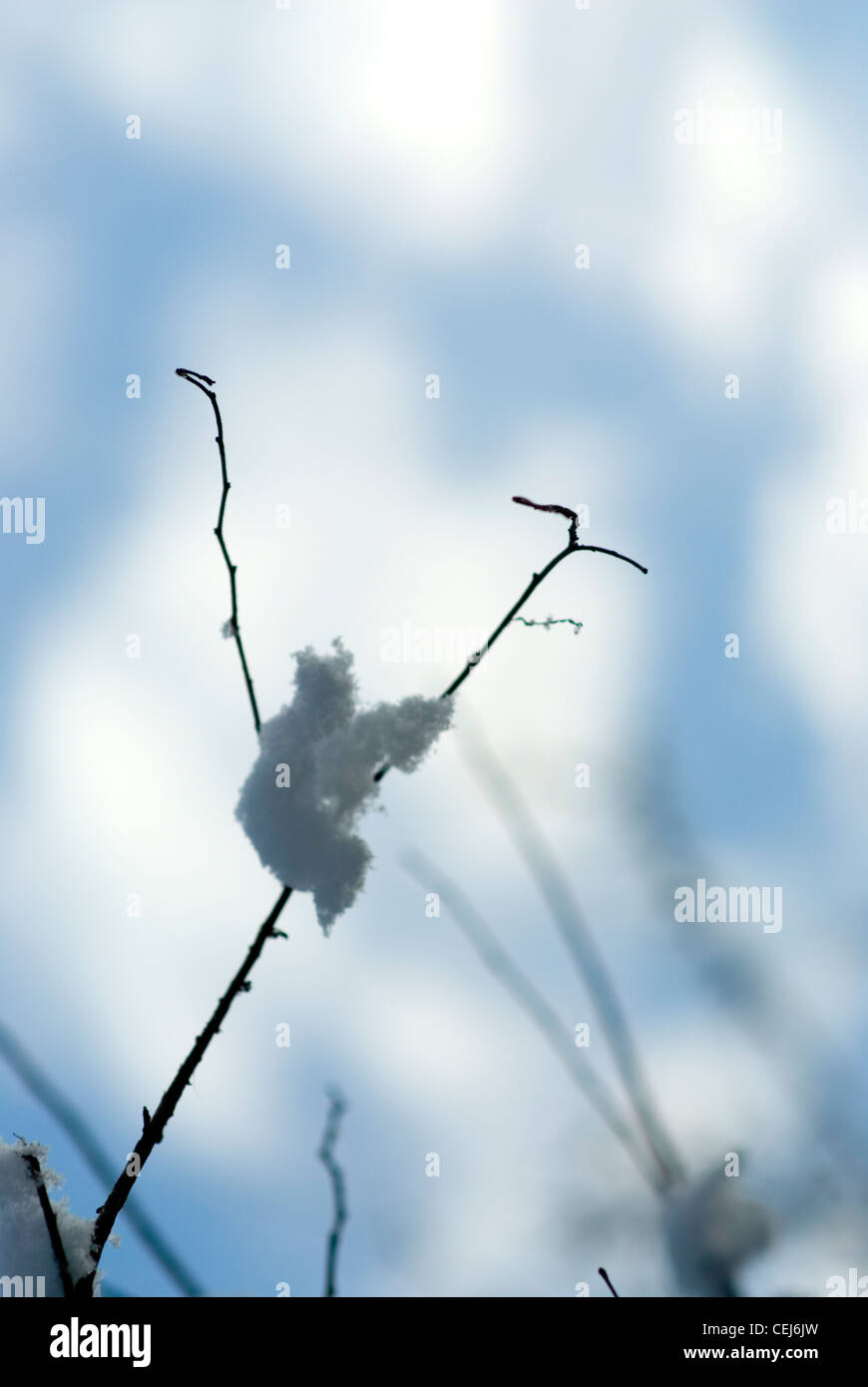 Schneebedeckte Bäume in Süd-London-UK Stockfoto