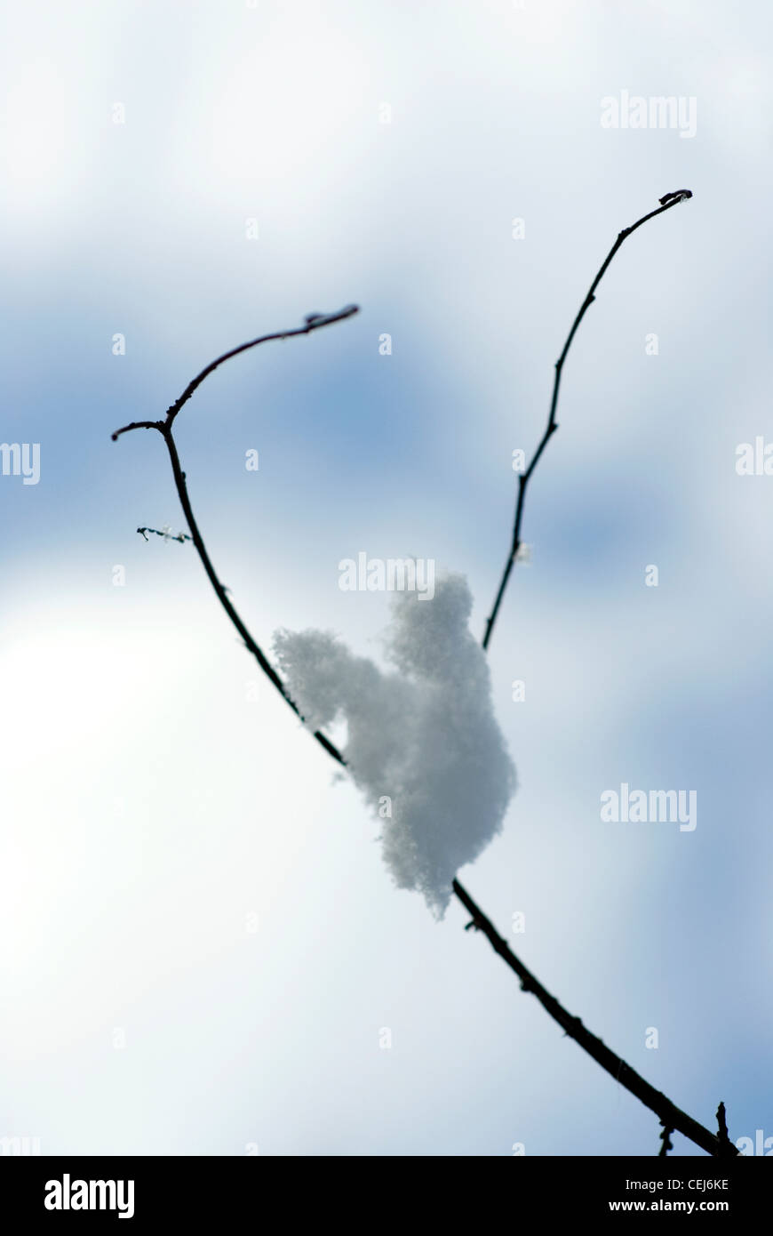 Schneebedeckte Bäume in Süd-London-UK Stockfoto