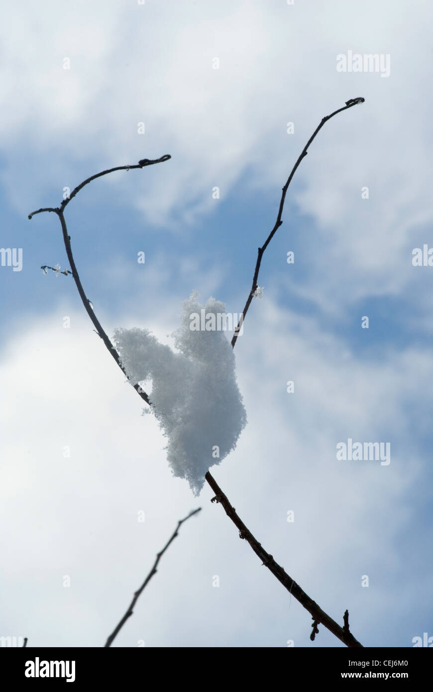 Schneebedeckte Bäume in Süd-London-UK Stockfoto