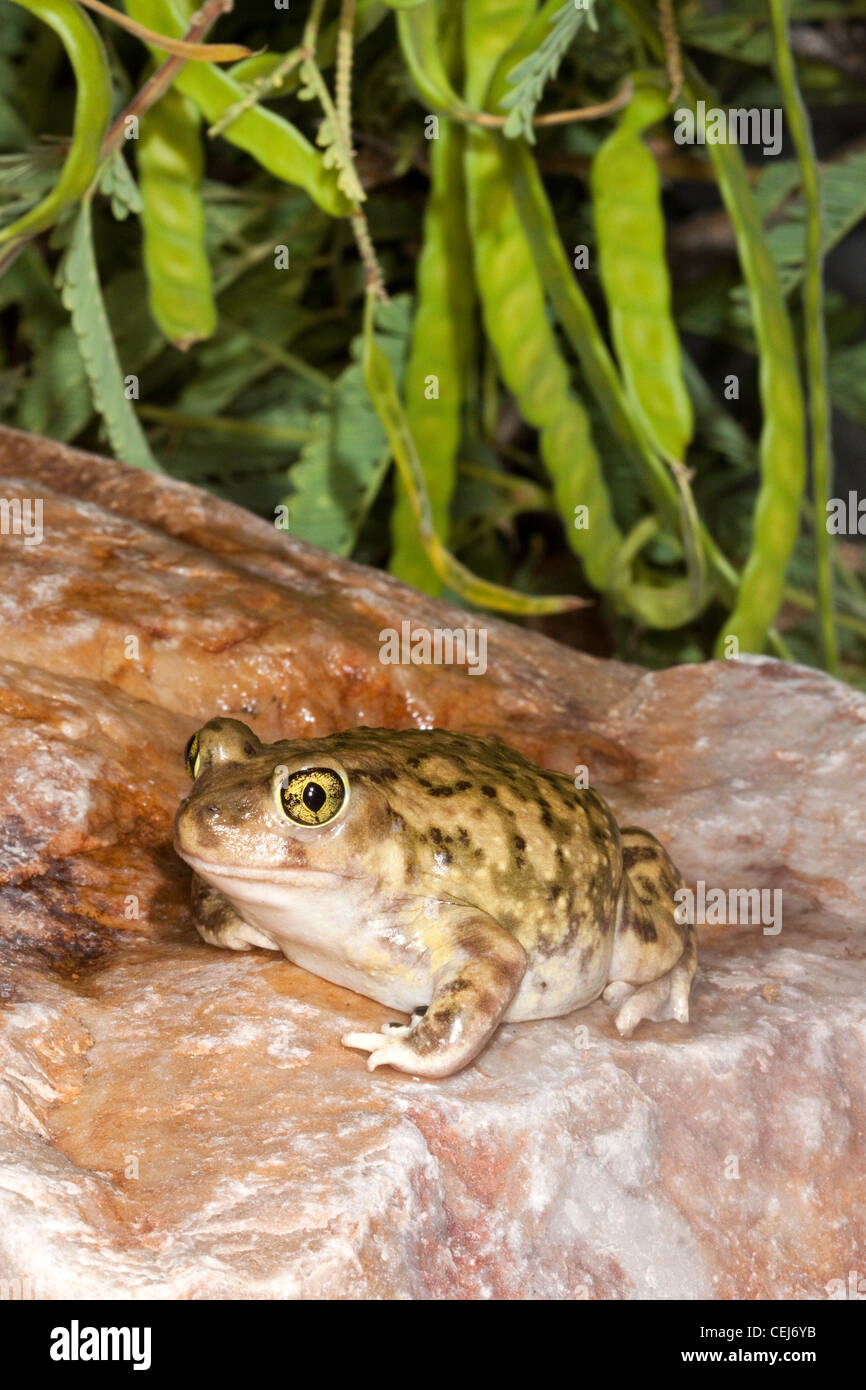 Die Couch katzenähnliche Kröte Scaphiopus Couchii Tucson, Pima County, Arizona, Vereinigte Staaten 2 Juli Erwachsenen Pelobatidae Stockfoto