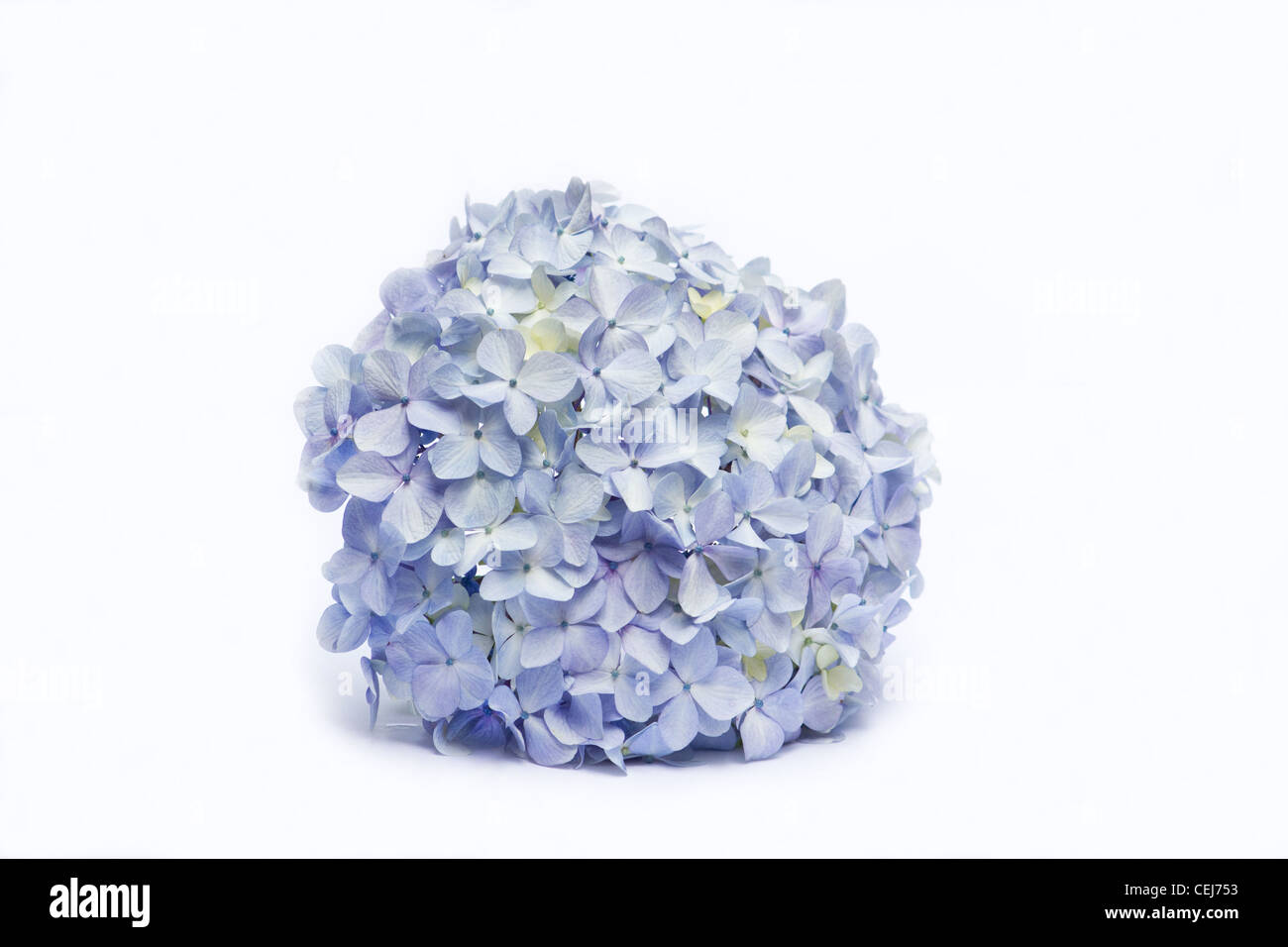 Blaue Hortensien auf weißem Hintergrund Stockfoto