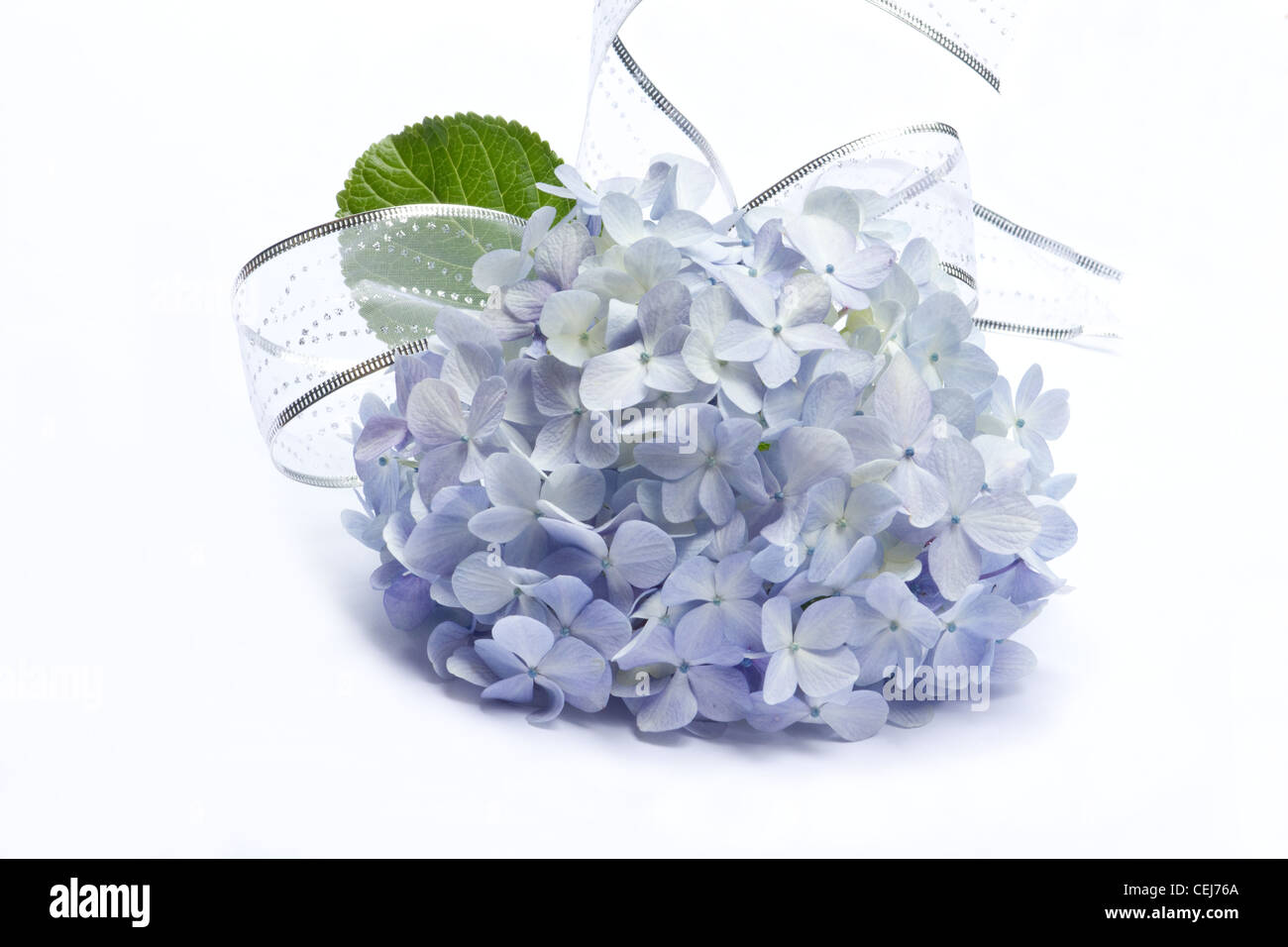 Blaue Hortensien auf weißem Hintergrund Stockfoto