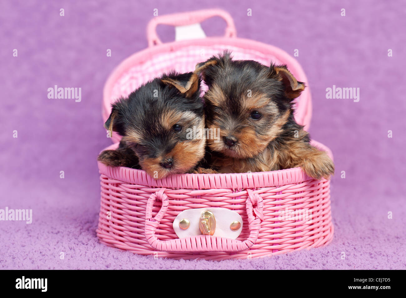 Zwei süße Yorkshire Terrier Welpen in einem rosa Korb auf lila Hintergrund Stockfoto