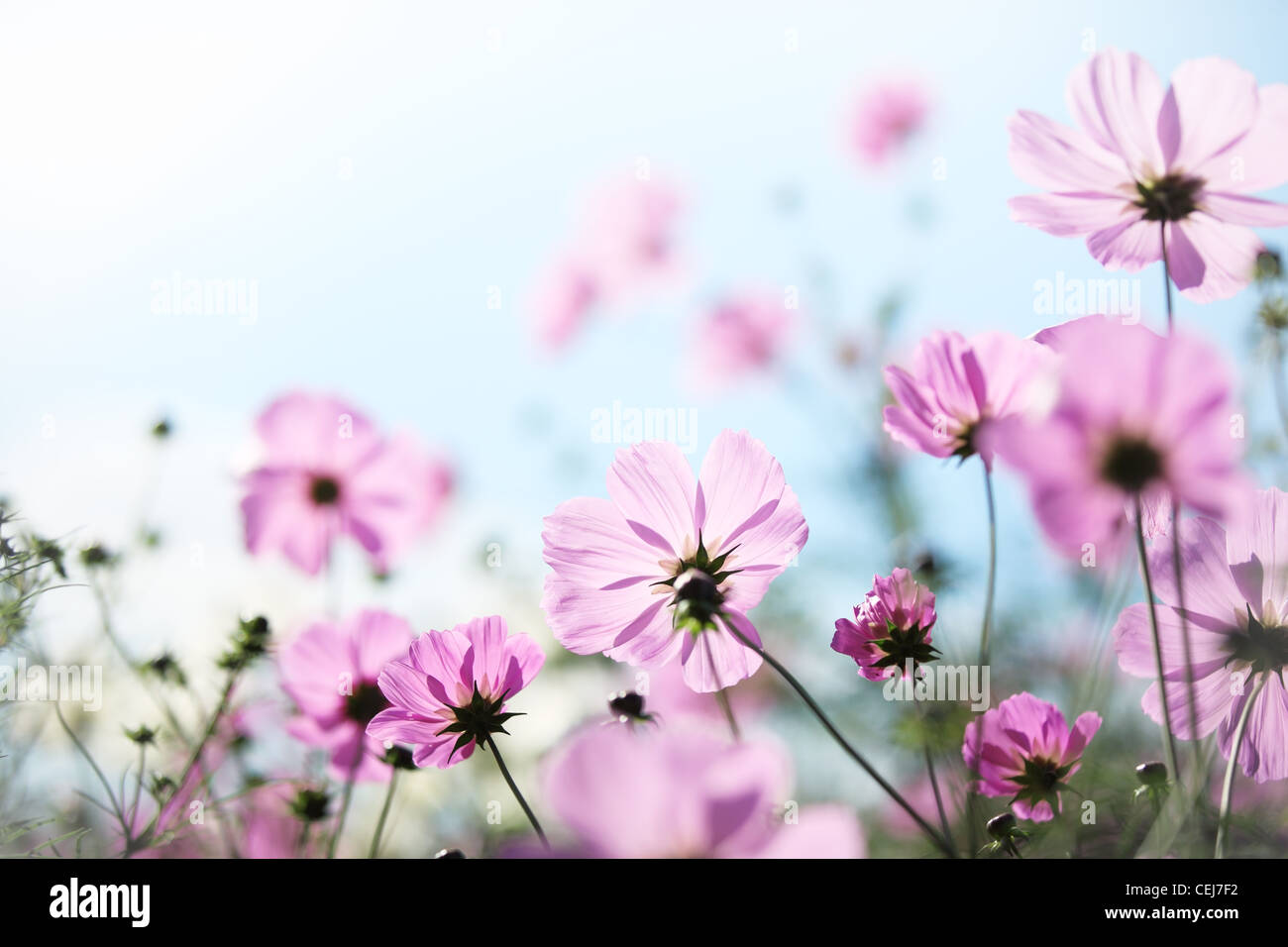 Daisy Blume gegen blauen Himmel, flachen Dof. Stockfoto