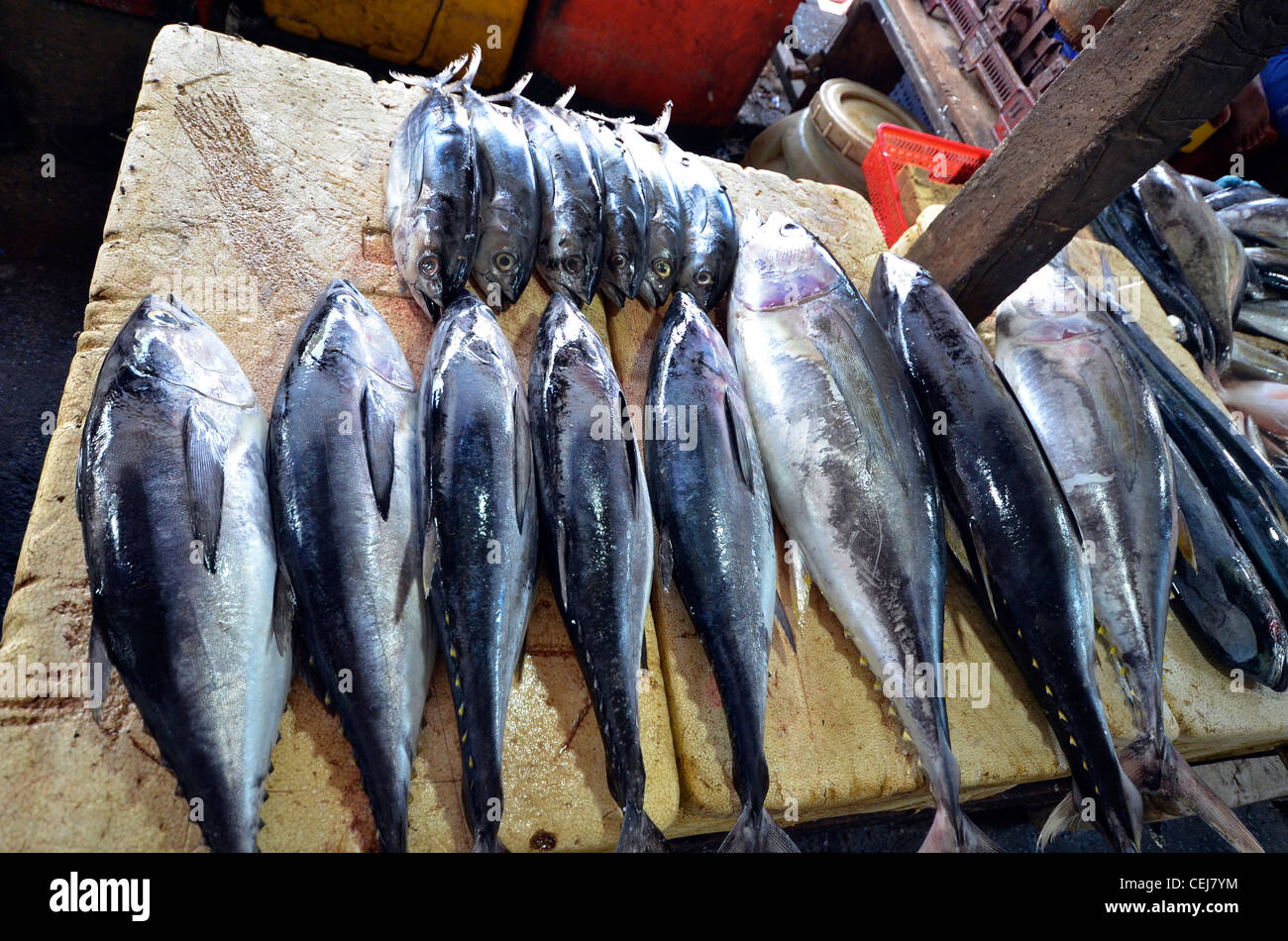 Frischer Fisch zum Verkauf an Jimbaran lokalen Fischmarkt, in der Nähe von Kuta, Bali, Indonesien Stockfoto