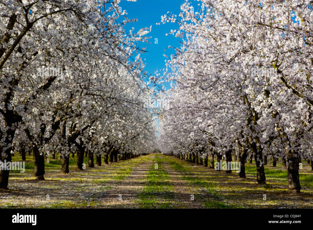 Landwirtschaft - Mandel Obstgarten in voller Blüte / in der Nähe von Ripon, San Joaquin County, Kalifornien, USA. Stockfoto