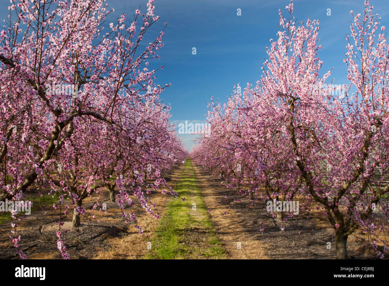 Landwirtschaft - Blick nach unten zwischen den Reihen von Pfirsich Bäume in voller Frühling blühen / in der Nähe von Ripon, San Joaquin County, Kalifornien, USA. Stockfoto