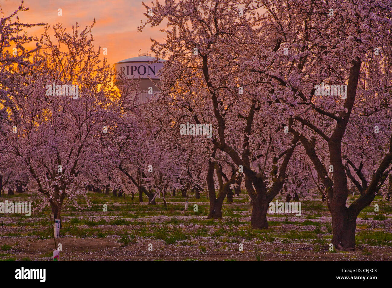 Landwirtschaft - Peach Orchard in voller Frühling blühen bei Sonnenaufgang mit einem Wasserturm im Hintergrund / Ripon, Kalifornien, USA. Stockfoto