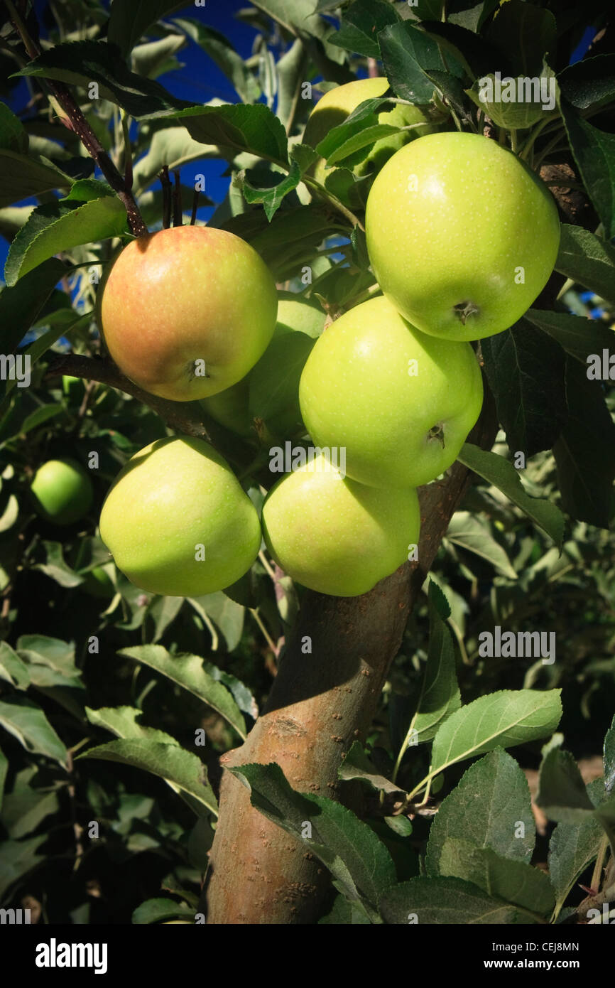 Landwirtschaft - eine Ansammlung von Reifen Golden Delicious Äpfel kurz vor der Ernte / in der Nähe von Kingsburg, Kalifornien, USA. Stockfoto