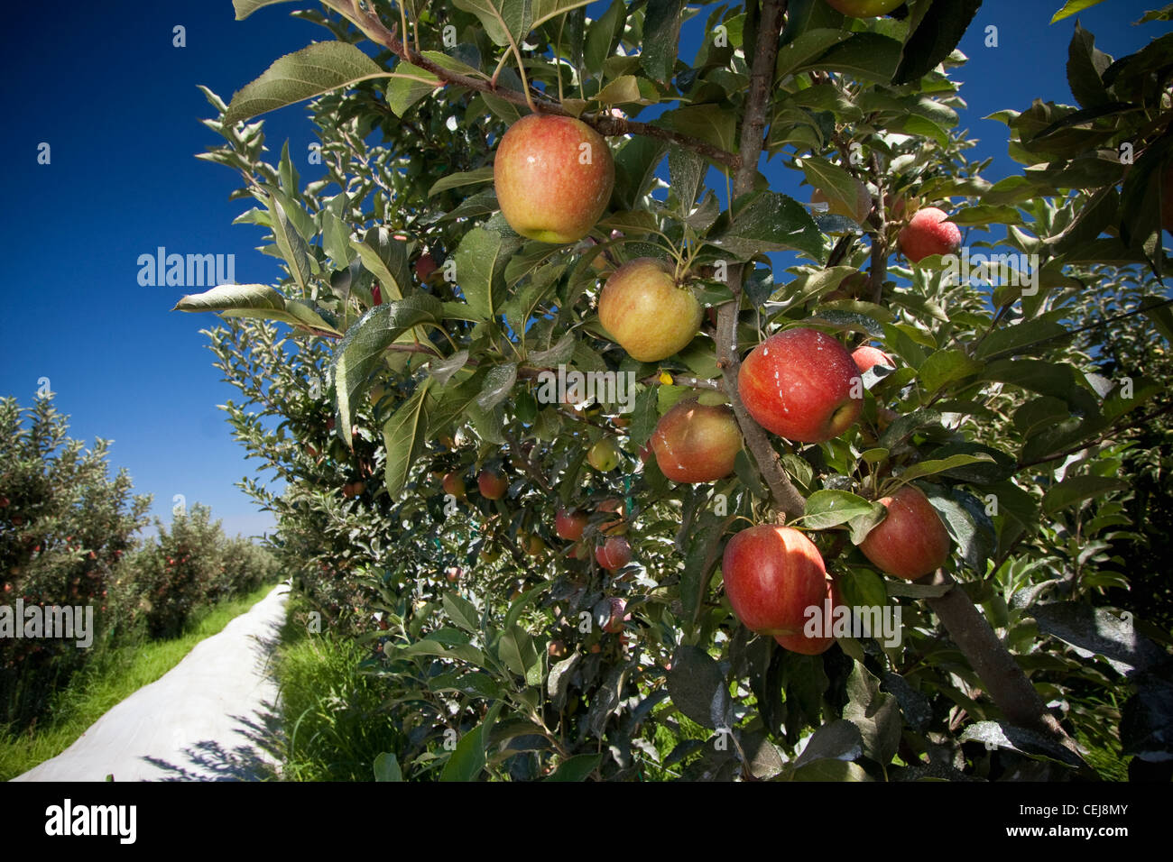 Landwirtschaft - Reifen Fuji-Äpfel auf dem Baum mit einer Beschichtung von einer Pflanze Oberfläche Schutzmittel / in der Nähe von Kingsburg, Kalifornien, USA. Stockfoto