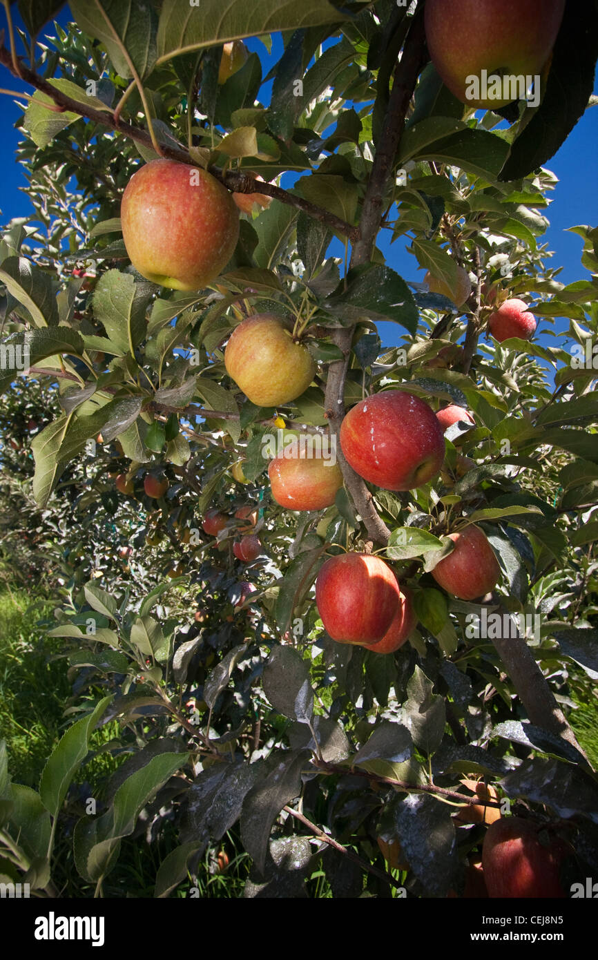 Landwirtschaft - Reifen Fuji-Äpfel auf dem Baum mit einer Beschichtung von einer Pflanze Oberfläche Schutzmittel / in der Nähe von Kingsburg, Kalifornien, USA. Stockfoto