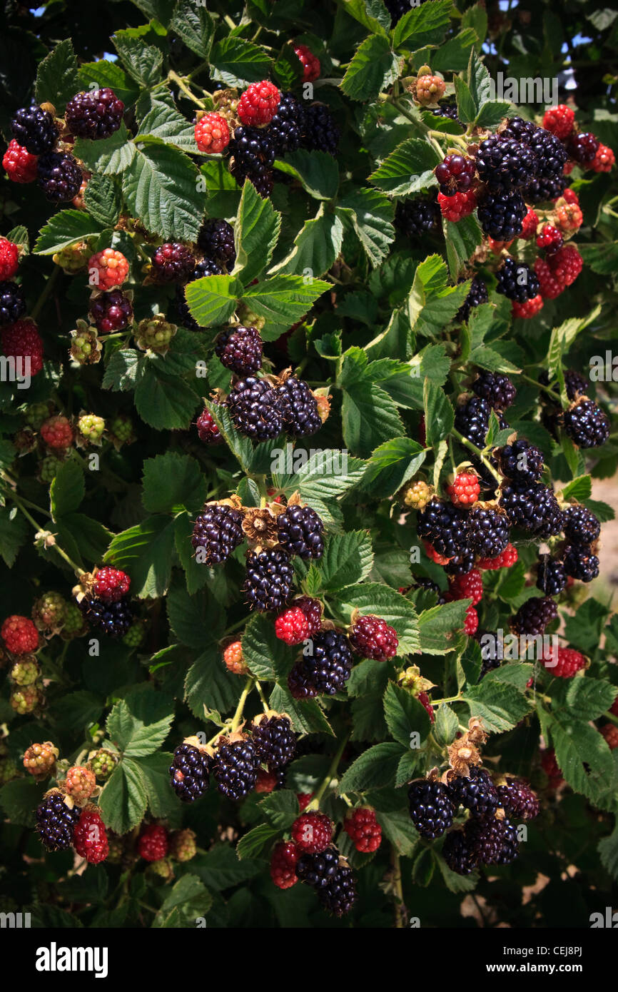 Landwirtschaft - Brombeeren an dem Busch in verschiedenen Stadien der Reife / in der Nähe von Dinuba, Kalifornien, USA. Stockfoto