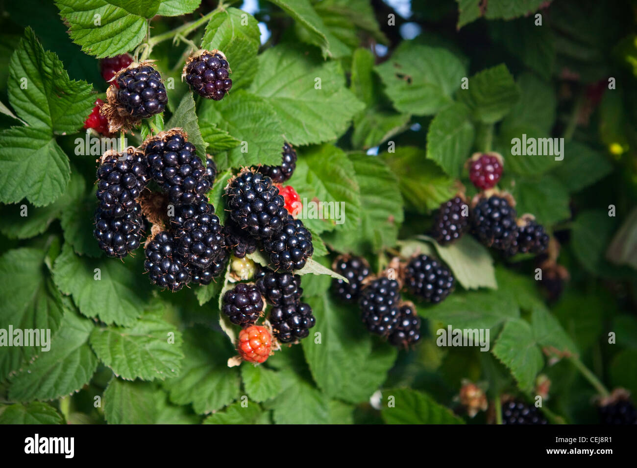 Landwirtschaft - Brombeeren an dem Busch in verschiedenen Stadien der Reife / in der Nähe von Dinuba, Kalifornien, USA. Stockfoto