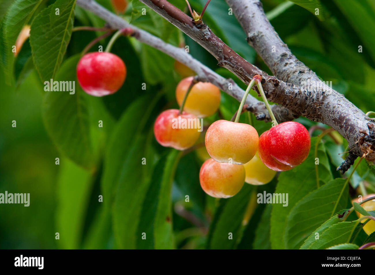 Landwirtschaft - Nahaufnahme von Bing Kirschen am Baum Reifen, im zeitigen Frühjahr / in der Nähe von Dinuba, Kalifornien, USA. Stockfoto