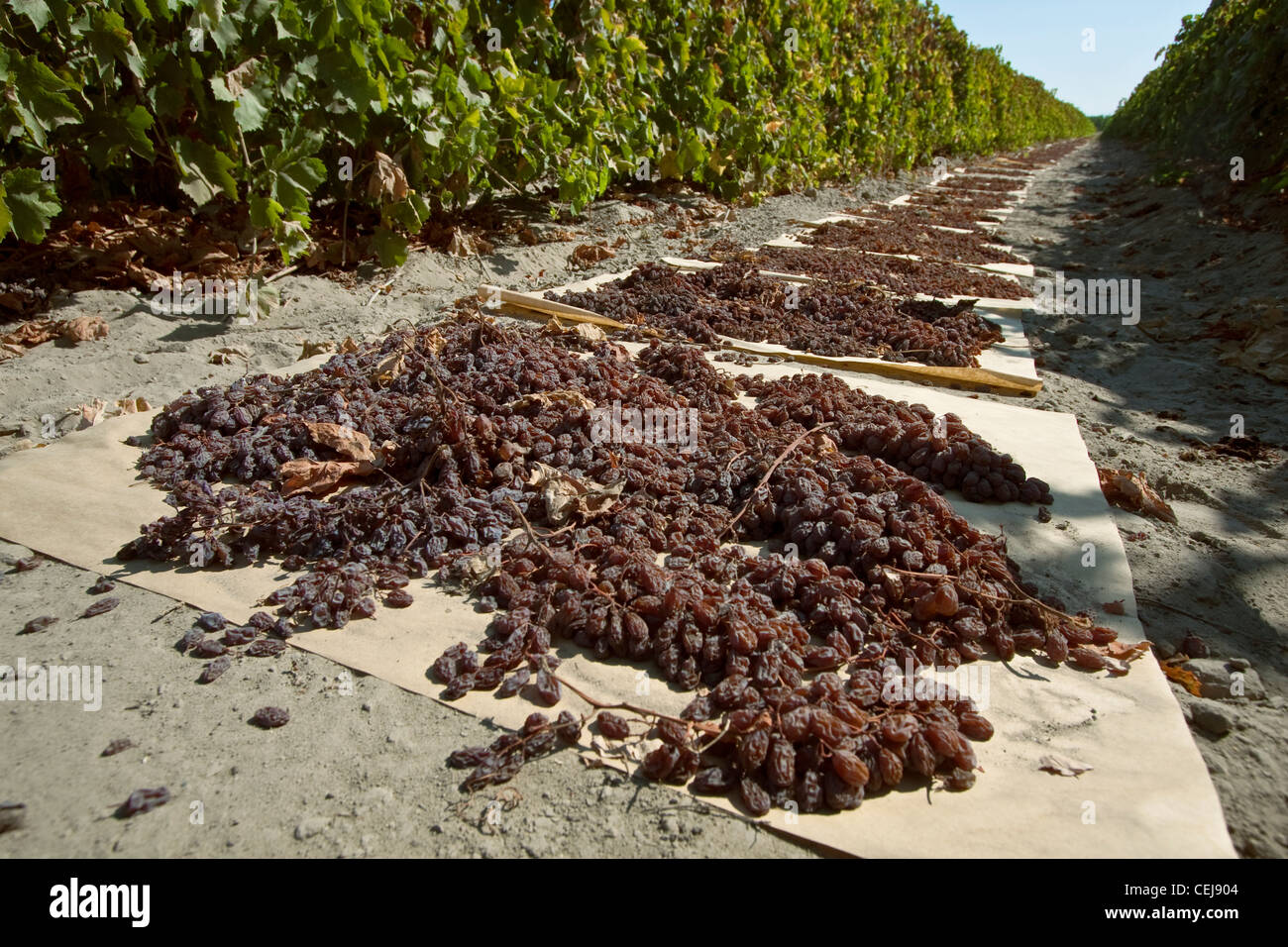 Landwirtschaft - geernteten Thompson kernlose Trauben auf Papierfächer zur Trocknung in Rosinen / in der Nähe von Dinuba, Kalifornien, USA ausgebreitet. Stockfoto