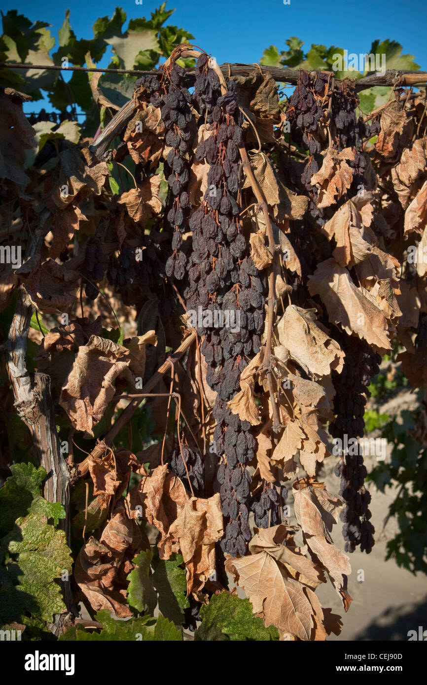 Landwirtschaft – Nahaufnahme eines Thompson kernlose Rosinen Clusters, die getrocknet wurde am Rebstock / in der Nähe von Kingsburg, Kalifornien, USA. Stockfoto
