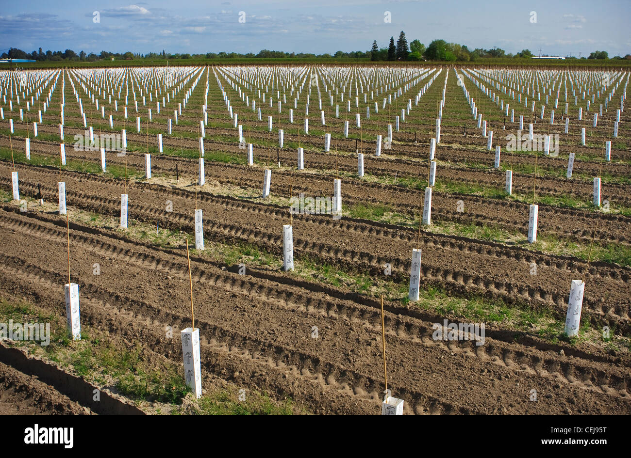 Landwirtschaft - Ärmel neu gepflanzten Tafeltrauben Weinberg mit Bepflanzung um den jungen Reben zu isolieren / Kalifornien, USA. Stockfoto