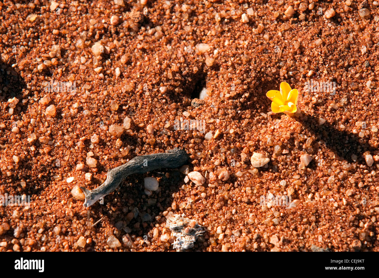 Blume in der Wüste unterwegs zum Namaqualand National Park, Northern Cape Stockfoto
